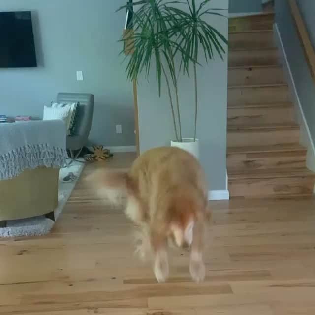 DogsOf Instagramのインスタグラム：「“The lil dance you do when your food is on the way 🥕 🕺🏻” writes @bakerbarnes  #dogsofinstagram」