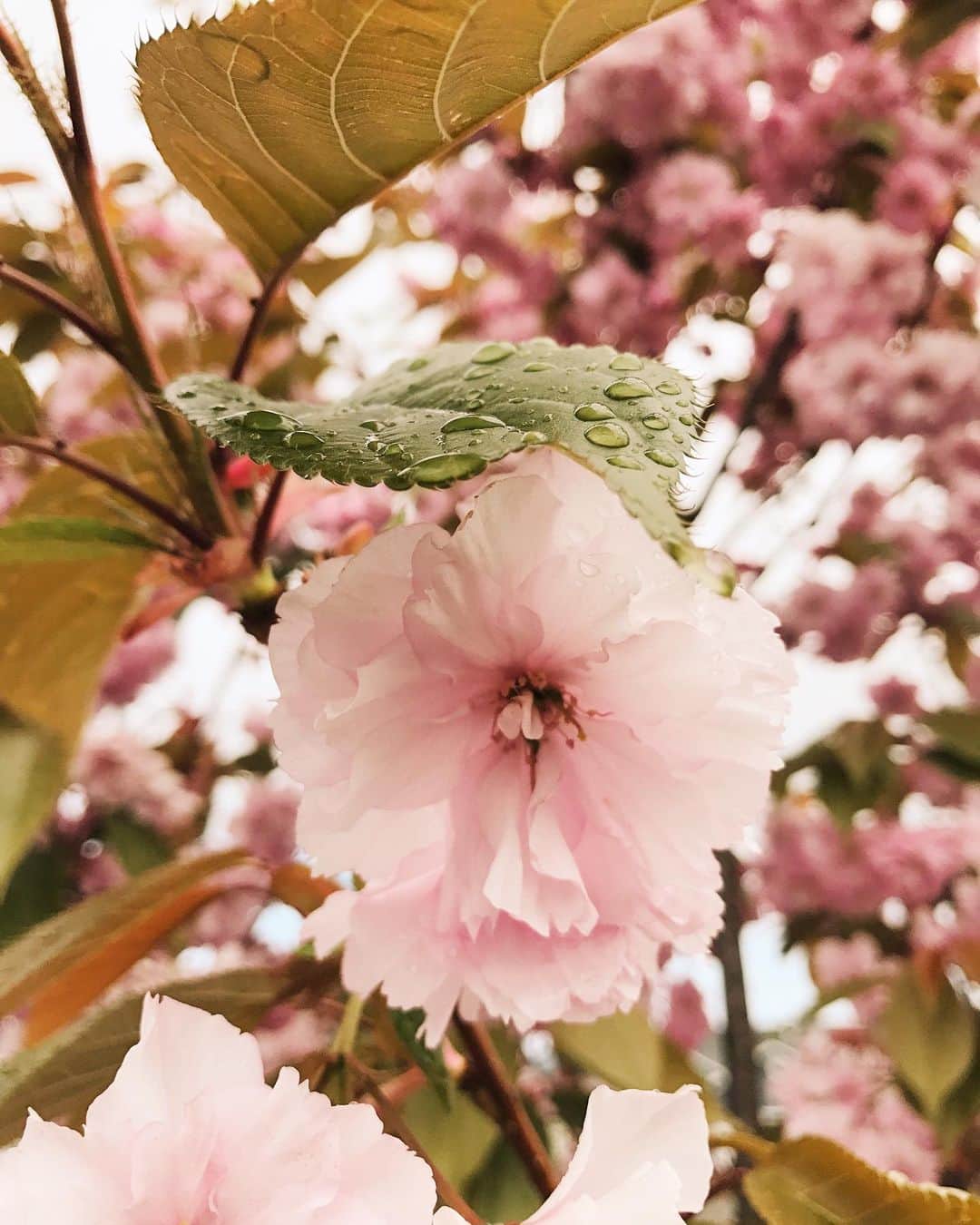 Robin May Flemingのインスタグラム：「I still don't like spring, but I love spring on the Olympic Peninsula. ¯\_(ツ)_/¯」