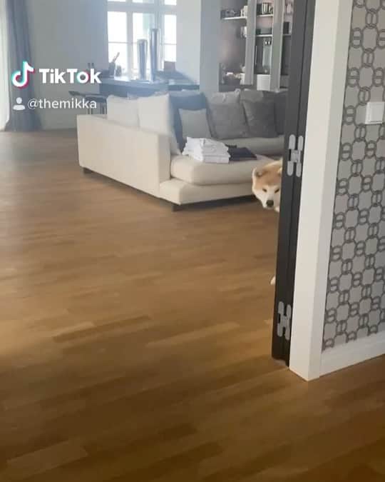 Mikkaのインスタグラム：「Corona Dance 💃😂🤷‍♂️ Follow Mikka on Tik Tok: themikka #Akita #Akitainu #dogdancing」
