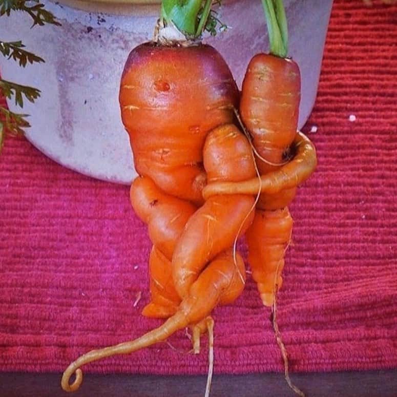 uglyfruitandvegさんのインスタグラム写真 - (uglyfruitandvegInstagram)「‪Carrot Hugs! 🤗🥕 Pic by @debbiefgleeson #TBT #HaveYouHuggedACarrotToday? ‬」5月1日 5時43分 - uglyfruitandveg