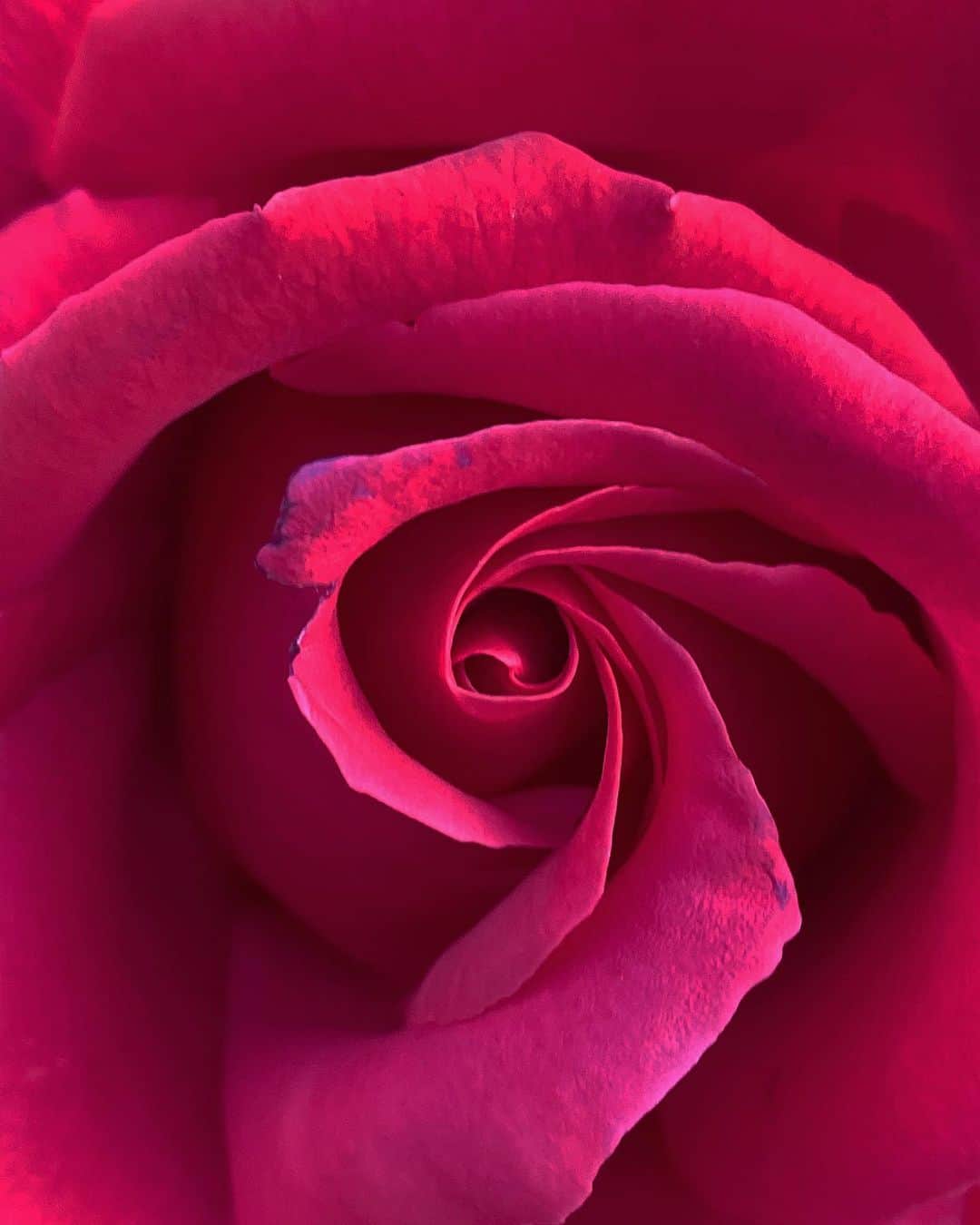 澤田友美さんのインスタグラム写真 - (澤田友美Instagram)「. Rose garden🚶‍♂️🌞✨ 早朝は気持ち良すぎ、この気温で止まって😍🙏🏻 . . #rose#rosegarden#tokyotower」5月1日 6時49分 - tomomi__sawada
