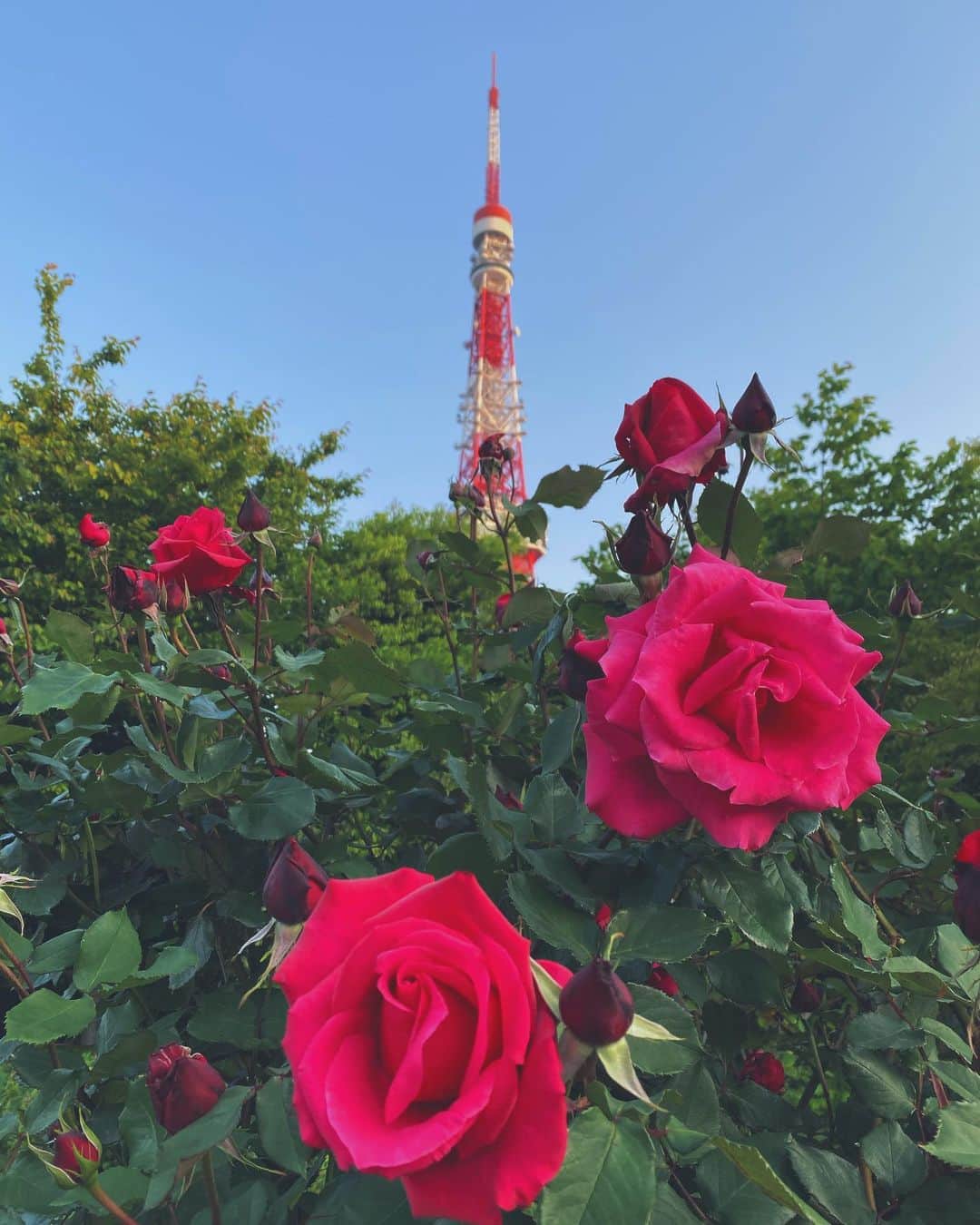 澤田友美さんのインスタグラム写真 - (澤田友美Instagram)「. Rose garden🚶‍♂️🌞✨ 早朝は気持ち良すぎ、この気温で止まって😍🙏🏻 . . #rose#rosegarden#tokyotower」5月1日 6時49分 - tomomi__sawada