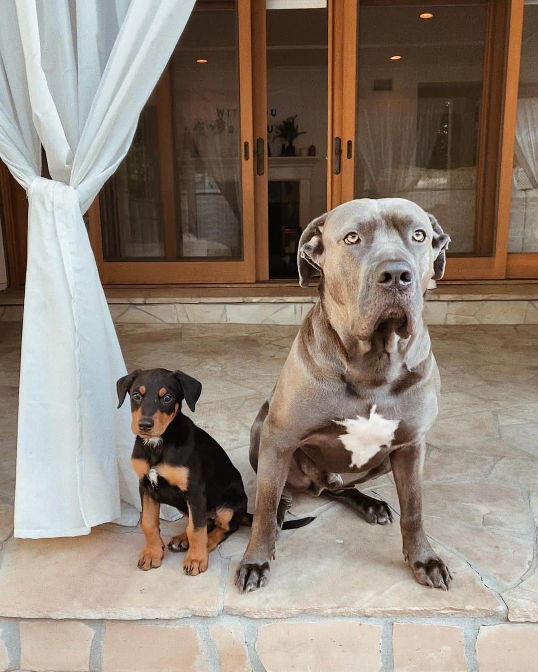 のインスタグラム：「And they called it puppy love 🥺」