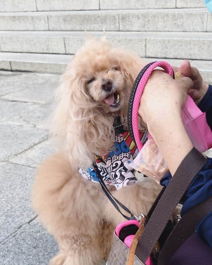 Toypoodle Mikuru?Asakusa Tokyoのインスタグラム：「20200501 Friday. Good morning! Friends 💞 オニク美味しい〜🍖 . 今日も元気に肉活💪🏻 久しぶりに みきゅるんの肉活動画😆 5月もよろしくねッ😆 . #浅草寺 #肉活 #コロナに負けるな」