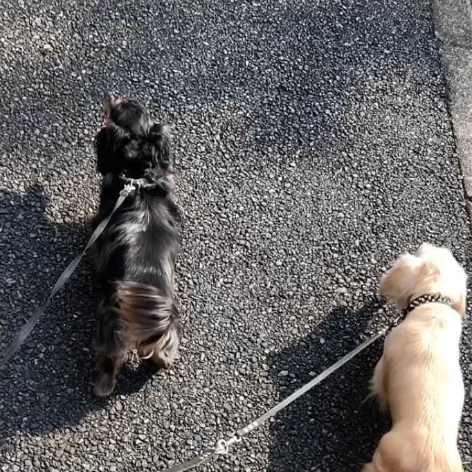 のインスタグラム：「🐶🐾🐶🐶🐶🐶🐶」