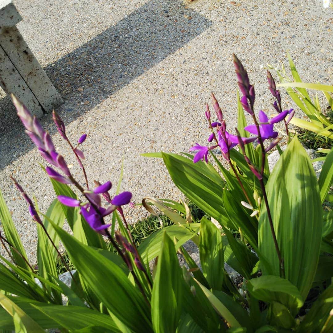 デザオ建設北野展示場さんのインスタグラム写真 - (デザオ建設北野展示場Instagram)「暑いなあと思いつつ、外に出てみると新たな花が咲いていたり、咲きそうだったりしているのを季節の変わり目を感じます。。。 #夏菊  #紫蘭 #蕾 #初夏通り越してもはや夏 #季節を感じる家 #とこしえの植物たち #デザオ建設 #つなぐモデルハウスとこしえ #デザオ建設北野展示場 #デザオ北野スクエア  #注文住宅 #新築 #リフォーム #リノベーション」5月1日 17時34分 - dezao_kitano2018
