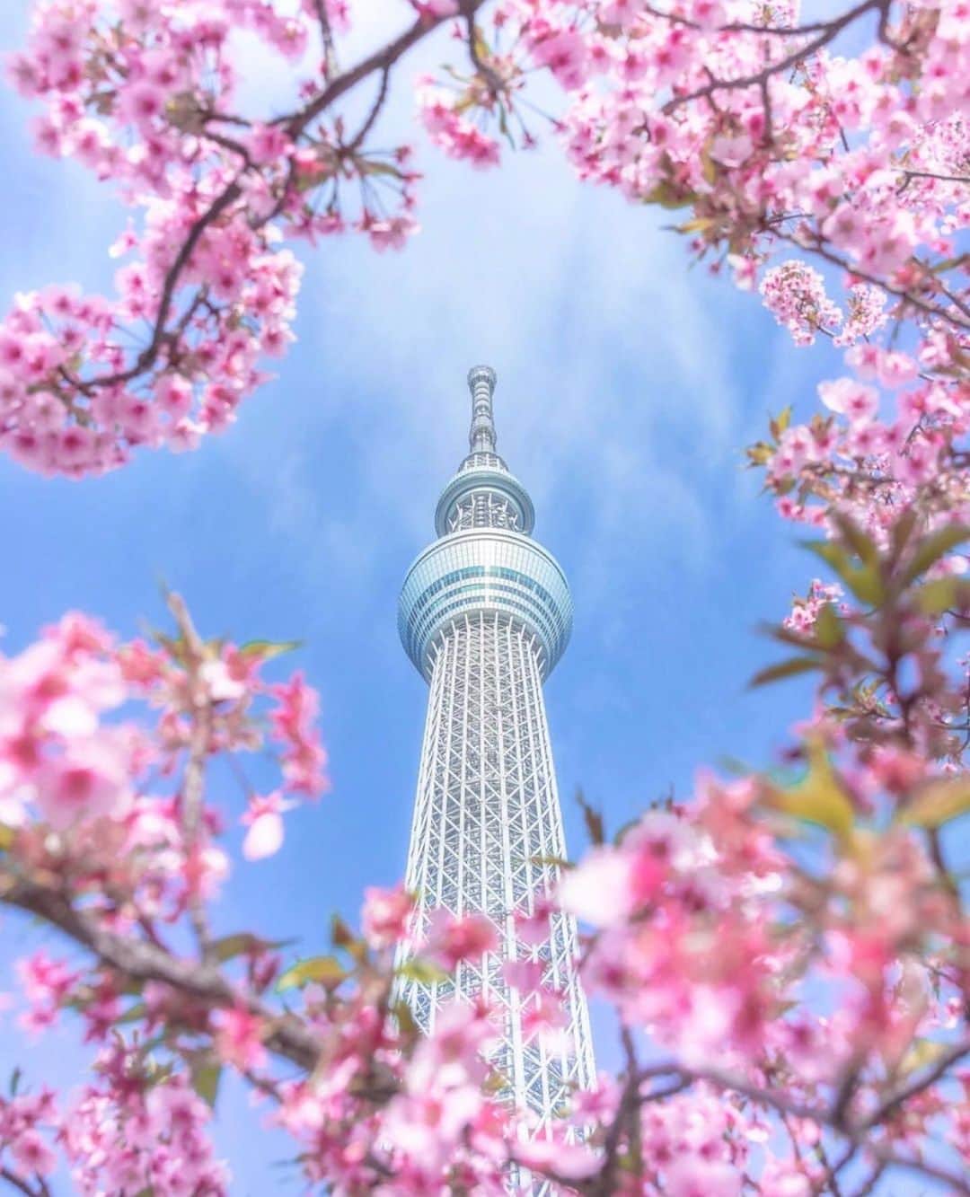 aumoさんのインスタグラム写真 - (aumoInstagram)「【#桜×#スカイツリー 】 . 東京都の「#スカイツリー 」にて撮影されたお写真📷 桜に包まれているようなスカイツリーがとっても素敵です🥰🌸 . Credit：@akkun_photo さん 素敵なお写真をありがとうございます！ . あなたが撮影した素敵な写真に 「#aumo」を付けて教えてください♡ あなたの投稿が明日紹介されるかも♪ . aumoアプリは毎日配信！おでかけや最新グルメなどaumo読者が気になる情報が満載♡ ダウンロードはプロフィールのURLから✔︎ (iPhone&Android版) . . #東京#東京旅行#スカイツリー#桜 #はなまっぷ #はなまっぷ2020 #beautiful #beautifulview #フォトジェニック #あなたと見たい景色 #絶景#旅#team_jp_ #igersjp #japan_daytime_view #wu_japan  #bestjapanpics #japan_of_insta #art_of_japan_ #ptk_japan #photo_jpn #lovers_nippon #tokyocameraclub #cherryblossom #cherryblossoms #tokyo #japan」5月1日 17時37分 - aumo.jp