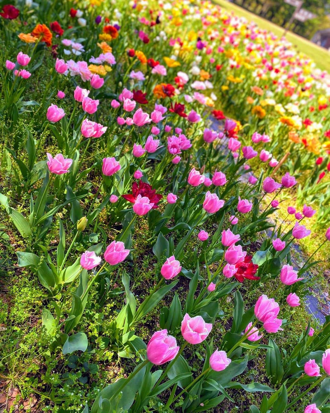 のインスタグラム：「🌷2020」