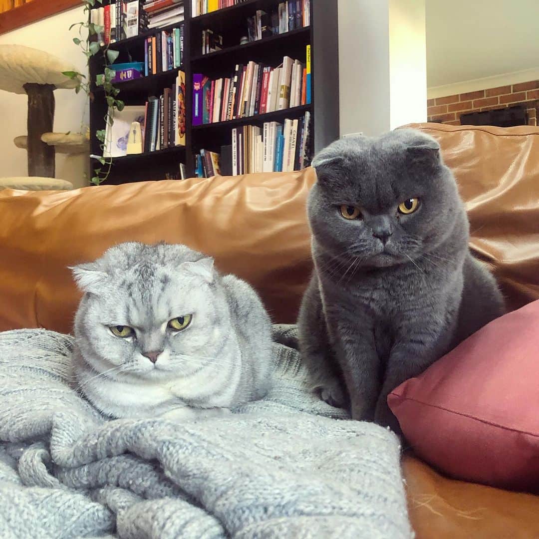 Baconのインスタグラム：「What do you mean cats can catch Covid-19? 🙀🙀🙀 Yes Bacon, even you have to stay home. 🙅🏻‍♀️ #stayhome #stayathome #covid19」