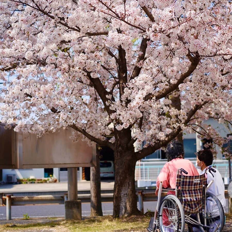 平成医療福祉グループさんのインスタグラム写真 - (平成医療福祉グループInstagram)「いつものようにお花見ができないこの春ですが、グループ施設・病院に咲いた桜でお花見しませんか🌸 --- 期間限定企画 「HMWお花見紀行」 第4回【大阪・山口・和歌山・兵庫の病院・施設】 --- 今回は、まだ紹介できていなかった病院・施設の桜をご紹介したいと思います🌸 -- 【写真①②③泉佐野優人会病院（大阪府）】 病院の春の風物詩ともなっている桜の木🌸今年も見事に咲きました！ 患者さん、スタッフさんも嬉しそうに眺めていたそうです☺️ -- 【写真④⑤⑥山口平成病院（山口県）】 病院の周りに咲き誇った桜が素敵です👏周りの緑ともマッチして、とてもきれいな風景を生み出しています✨ -- 【写真⑦⑧緑風苑（和歌山県）】 こちらも施設周りに咲いた桜🌸夜の様子も素敵です🌛お花見はできませんでしたが、利用者さんたちはお散歩しながら桜を眺められたそうです👟 -- 【写真⑨⑩西宮回生病院（兵庫県）】 敷地内に3本ある桜の木🌸そのなかで「標本木」を決めて、桜の観察をしているそうで、5輪以上咲くと「開花宣言」となるそうです✋✨ -- お花見紀行は今回で一旦終了👋 次回から、また新たな期間限定企画をお届けする予定です！ お楽しみに😉 --- #平成医療福祉グループ #HMW #お花見紀行 #絶対に見捨てない #医療 #福祉 #泉佐野優人会病院 #山口平成病院 #緑風苑 #西宮回生病院 #泉佐野市 #岩国市 #海南市 #西宮市 #リハビリテーション #病院 #チーム医療 #慢性期 #回復期 #特別養護老人ホーム #お花見 #インスタ花見 #おうち花見 #おうちで花見 #自宅待機を楽しもう #おうち時間 #家にいよう #stayhome #コロナに負けるな #桜に癒されました 🌸☺️」5月1日 17時59分 - hmw_group