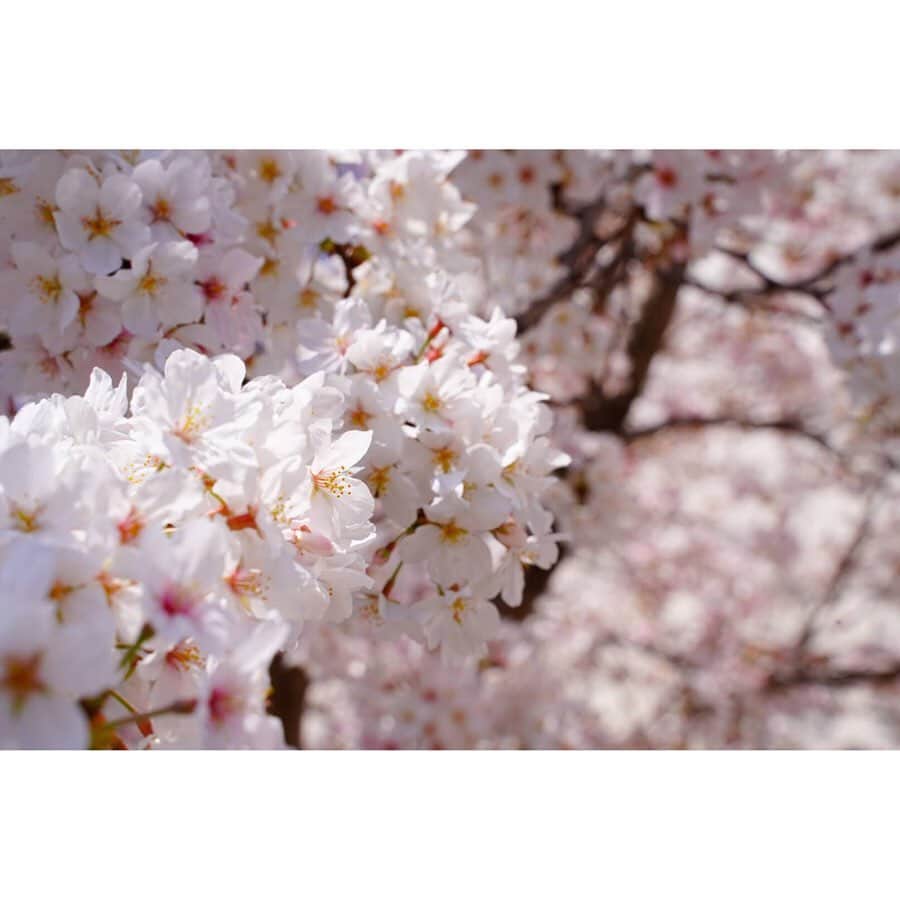 平成医療福祉グループさんのインスタグラム写真 - (平成医療福祉グループInstagram)「いつものようにお花見ができないこの春ですが、グループ施設・病院に咲いた桜でお花見しませんか🌸 --- 期間限定企画 「HMWお花見紀行」 第4回【大阪・山口・和歌山・兵庫の病院・施設】 --- 今回は、まだ紹介できていなかった病院・施設の桜をご紹介したいと思います🌸 -- 【写真①②③泉佐野優人会病院（大阪府）】 病院の春の風物詩ともなっている桜の木🌸今年も見事に咲きました！ 患者さん、スタッフさんも嬉しそうに眺めていたそうです☺️ -- 【写真④⑤⑥山口平成病院（山口県）】 病院の周りに咲き誇った桜が素敵です👏周りの緑ともマッチして、とてもきれいな風景を生み出しています✨ -- 【写真⑦⑧緑風苑（和歌山県）】 こちらも施設周りに咲いた桜🌸夜の様子も素敵です🌛お花見はできませんでしたが、利用者さんたちはお散歩しながら桜を眺められたそうです👟 -- 【写真⑨⑩西宮回生病院（兵庫県）】 敷地内に3本ある桜の木🌸そのなかで「標本木」を決めて、桜の観察をしているそうで、5輪以上咲くと「開花宣言」となるそうです✋✨ -- お花見紀行は今回で一旦終了👋 次回から、また新たな期間限定企画をお届けする予定です！ お楽しみに😉 --- #平成医療福祉グループ #HMW #お花見紀行 #絶対に見捨てない #医療 #福祉 #泉佐野優人会病院 #山口平成病院 #緑風苑 #西宮回生病院 #泉佐野市 #岩国市 #海南市 #西宮市 #リハビリテーション #病院 #チーム医療 #慢性期 #回復期 #特別養護老人ホーム #お花見 #インスタ花見 #おうち花見 #おうちで花見 #自宅待機を楽しもう #おうち時間 #家にいよう #stayhome #コロナに負けるな #桜に癒されました 🌸☺️」5月1日 17時59分 - hmw_group