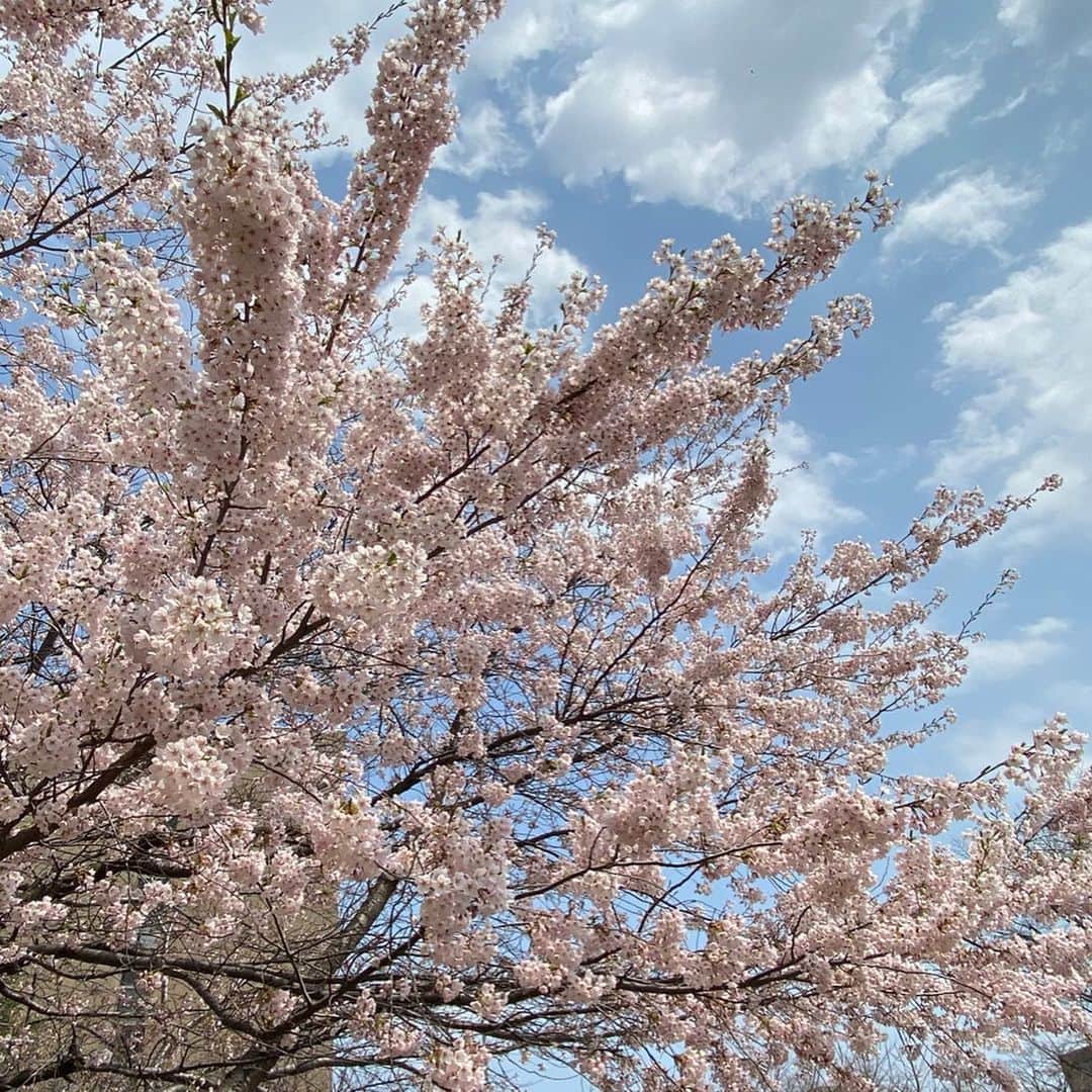 佐藤彩さんのインスタグラム写真 - (佐藤彩Instagram)「満開の桜🌸  外出を自粛されている方には申し訳ないのですが、仕事が終わって歩いて帰っているときに出会いました！  本当はもっとたくさんの人に微笑みかけるはずだった桜… 「それでも、私はここで咲くの。 来年も、その先もずっとずっと花を咲かせるから…今年は、青空とお話するね。」 そんな声が聞こえてきそうです。  どんな春でも花は咲く…  #桜は変わらず美しい  #今年も咲いてくれてありがとう  #札幌は4月30日開花宣言 #しばらく見られないのは寂しいけれど #今は我慢の時  #朝刊さくらいで名付けた5月の呼び名　#彩り月 #道内を彩る花たちに想いを馳せつつ #おうち時間を楽しむ  #私たちにできること  #桜 #写真で楽しもう #stayhome #おうち時間 #最近家にいることに慣れてきた #土日は巣ごもり　 #HBC #アナウンサー #佐藤彩」5月1日 18時11分 - hbc_ayasato