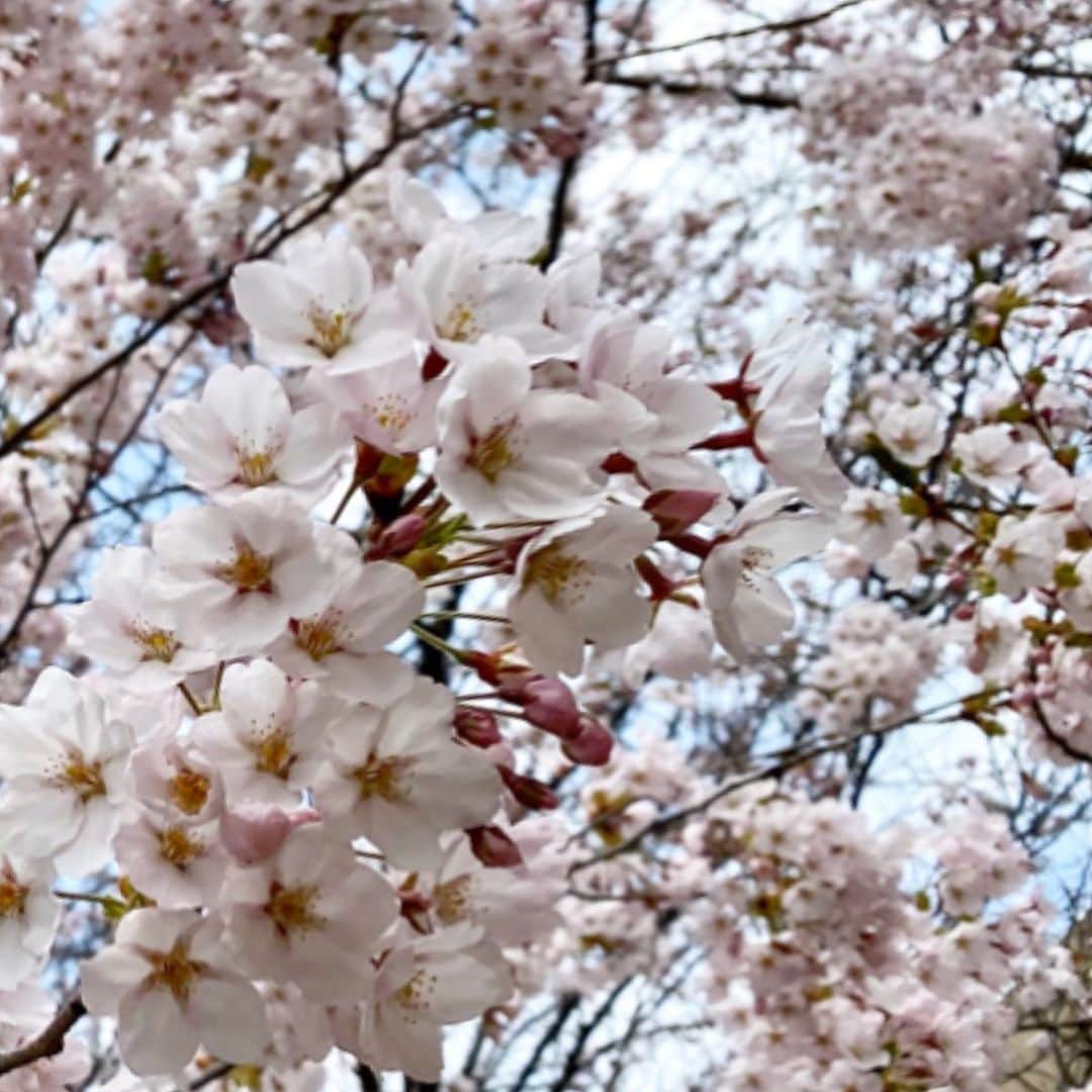 佐藤彩さんのインスタグラム写真 - (佐藤彩Instagram)「満開の桜🌸  外出を自粛されている方には申し訳ないのですが、仕事が終わって歩いて帰っているときに出会いました！  本当はもっとたくさんの人に微笑みかけるはずだった桜… 「それでも、私はここで咲くの。 来年も、その先もずっとずっと花を咲かせるから…今年は、青空とお話するね。」 そんな声が聞こえてきそうです。  どんな春でも花は咲く…  #桜は変わらず美しい  #今年も咲いてくれてありがとう  #札幌は4月30日開花宣言 #しばらく見られないのは寂しいけれど #今は我慢の時  #朝刊さくらいで名付けた5月の呼び名　#彩り月 #道内を彩る花たちに想いを馳せつつ #おうち時間を楽しむ  #私たちにできること  #桜 #写真で楽しもう #stayhome #おうち時間 #最近家にいることに慣れてきた #土日は巣ごもり　 #HBC #アナウンサー #佐藤彩」5月1日 18時11分 - hbc_ayasato