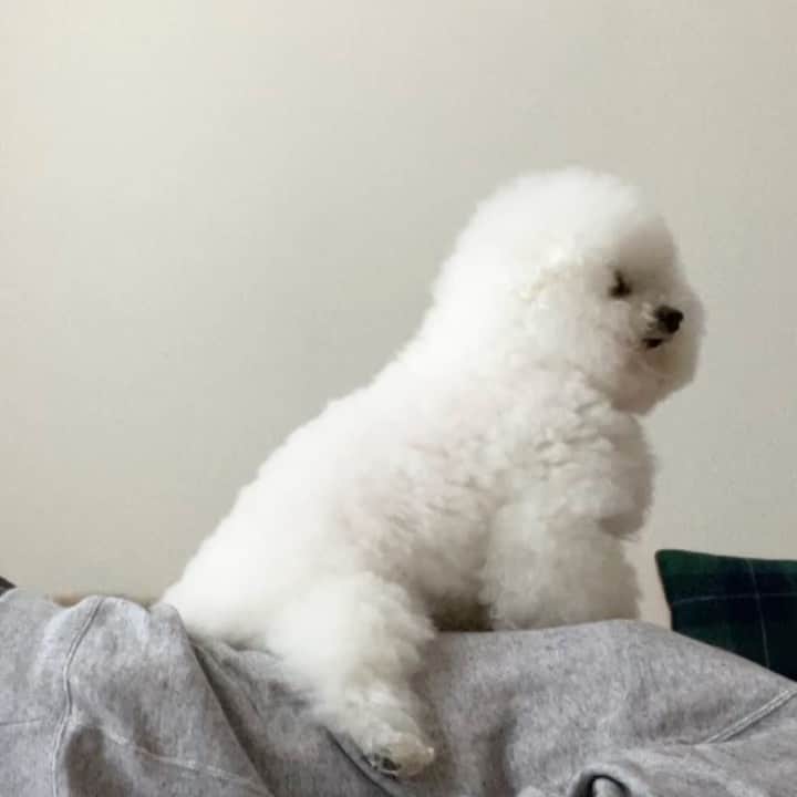 ゆうのインスタグラム：「. . アーニーさんは お腹の上が好きです🐶✨ . . . #おうち時間  #stayhome . . .」