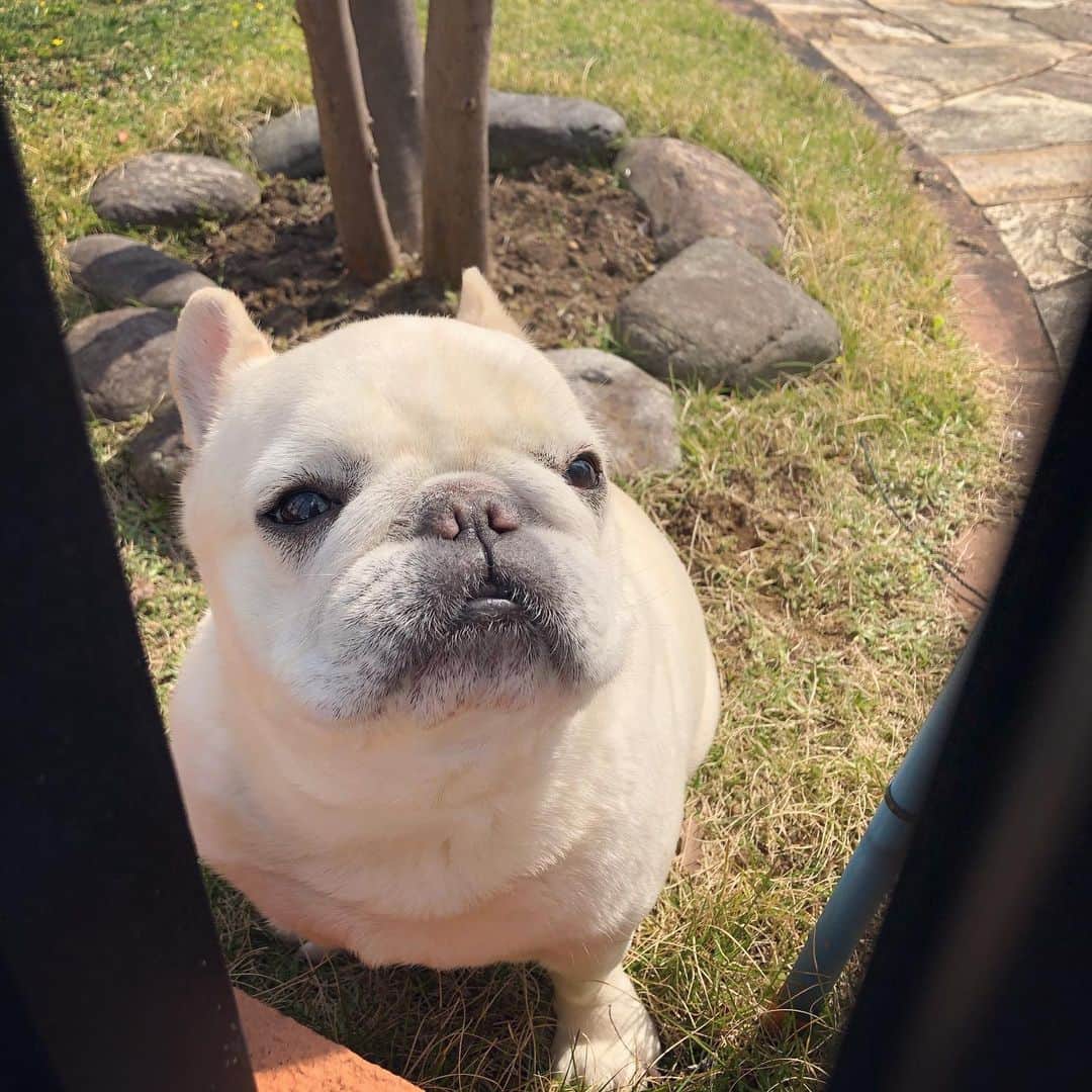 タニム（マーブル母）のインスタグラム：「* 今朝のマーブル🐷✨ ゴミ捨て行ったら…、吠えた * #１分で帰ってくるのに #オコ #私のアモーレ🐷❤️」