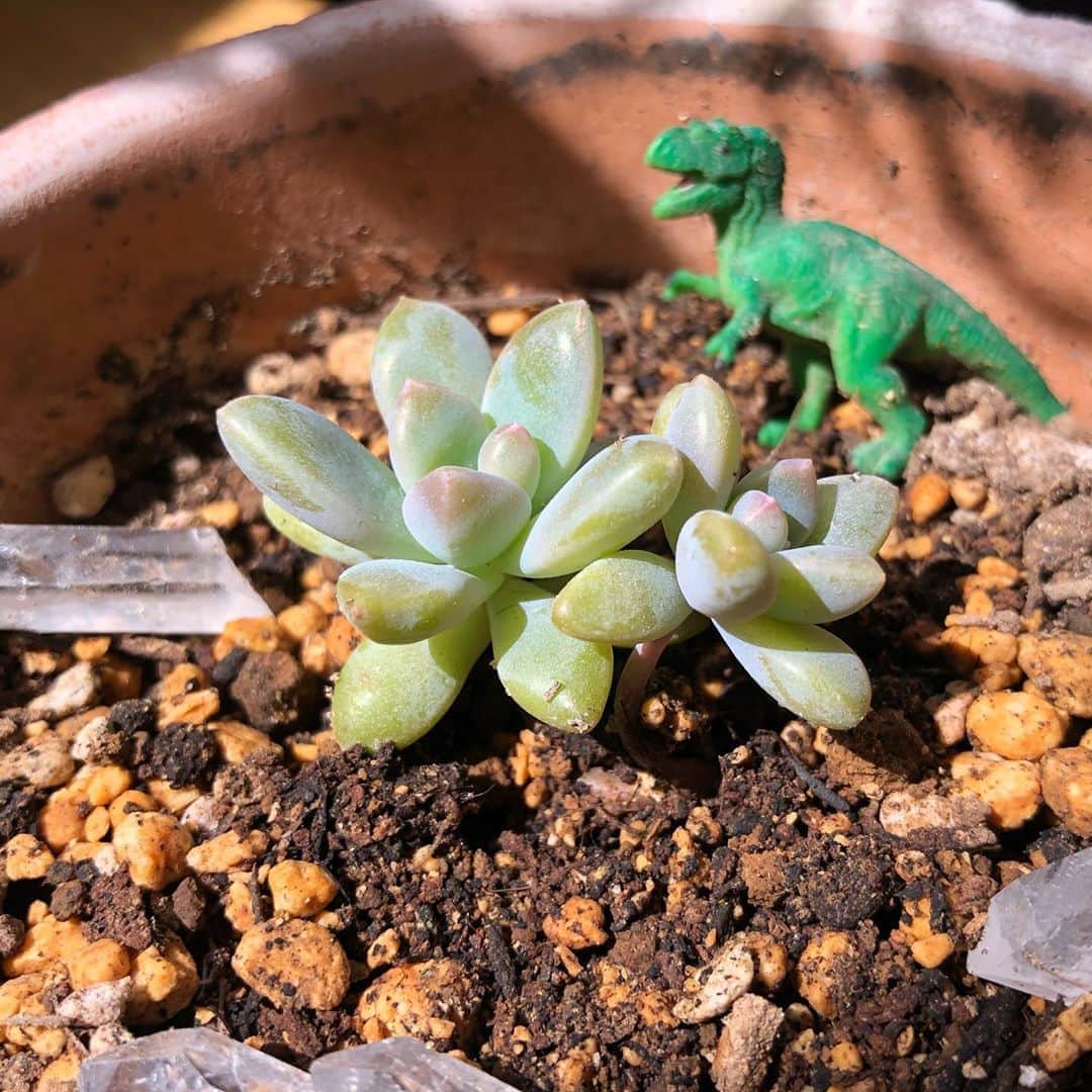 ケリーアンのインスタグラム：「Morning baby!🌱☀️ #多肉植物 #succulents」