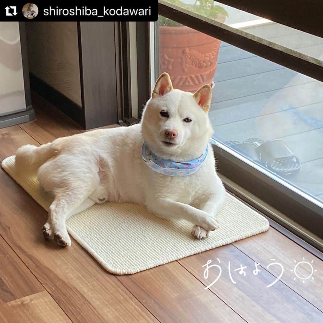 のインスタグラム：「LINE Camera's Pick @shiroshiba_kodawari ・・・ おはよう☀はく❣️その手の意味は⁉️ Good morning ☀ Haku ❣️ What does that mean⁉️ Don't lose to the virus‼️ Smile to everyone❣️ ‪#柴犬 #白柴 #子犬 #白柴一家 #ウイルスに負けないで #stayhome #写真でつなごう #Shibainu #WhiteShibainu #Puppy #WhiteShibainuFamily」