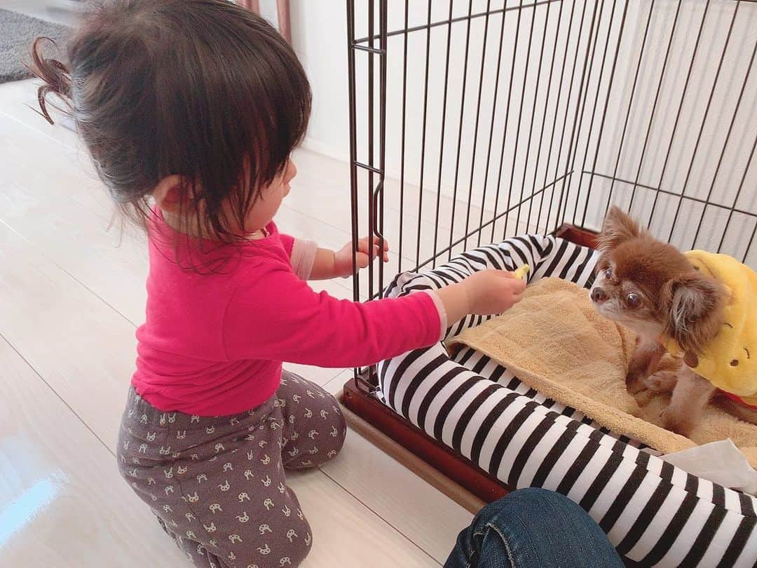 大知めぐみさんのインスタグラム写真 - (大知めぐみInstagram)「#赤ちゃんと犬  #やっとできた 🐶🍪 . 私がおやつをあげてると、やりたい！やりたい！ってやろうとしてくるけど、いつも私の手を使うか、ビビって手を引っ込めちゃうのに、初めて出来てた😊💗 . リクさんは、いつも焦らされて、娘にお菓子を奪われそうになりつつも、ちゃんと待ってて偉い😭🐶💗 . #それにしても #お昼寝直後で #頭ボサボサ #顔むくむく 😂😂 . . . #1歳5ヶ月 #もうすぐ1歳半 #赤ちゃん#赤ちゃんのいる生活 #赤ちゃんのいる暮らし #チワワ#チワワのいる暮らし #ちわわ大好き #愛犬#愛犬との暮らし  #followｍe #instagood」5月1日 10時46分 - megmeg0715