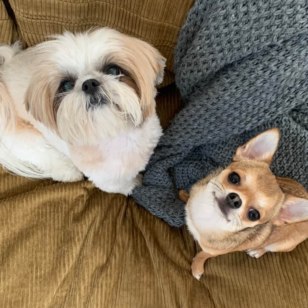 のインスタグラム：「引越し作業があるため uniはちゃみのとこに 初めてのお泊り🏠✨ かわいい2匹💘 喧嘩もするけど距離縮まって よかった〜🧚‍♀️✨ @maruchidayo ちゃん @hanamaru_kyodo せんせー 本当にありがとう🕺🌈」