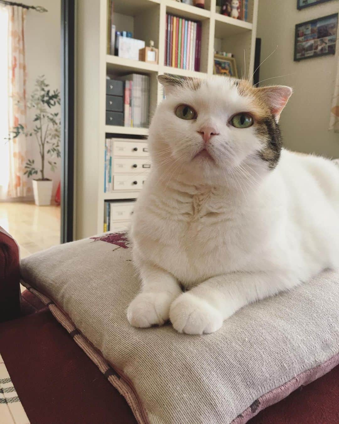 ありす & まりあのインスタグラム：「Good morning 🍃 あっという間に５月だにゃ~」