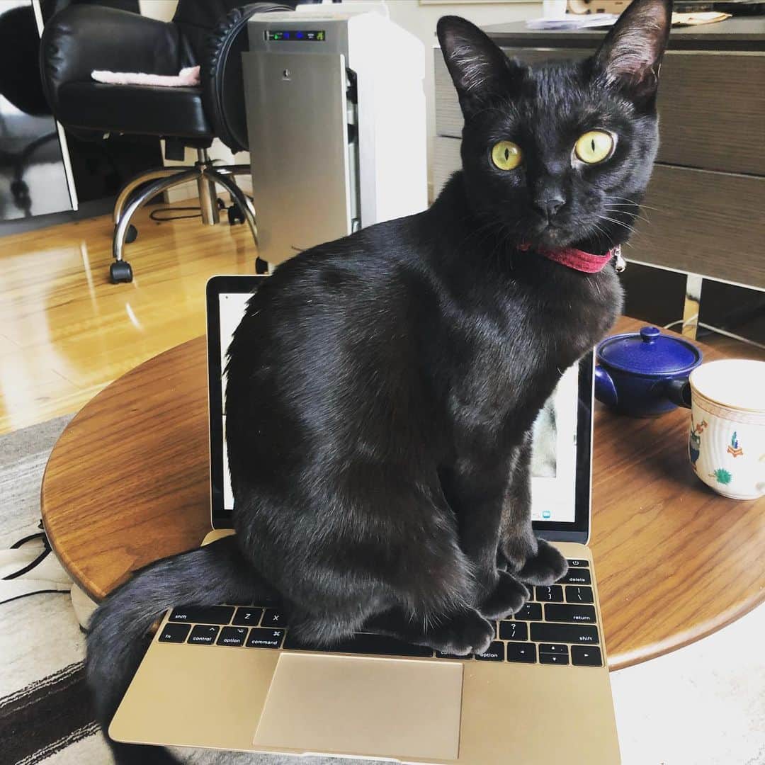小泉今日子さんのインスタグラム写真 - (小泉今日子Instagram)「本日も在宅ワークが難しい件。  #黒猫  #猫のいる暮らし  #猫好き」5月1日 11時02分 - asatte2015