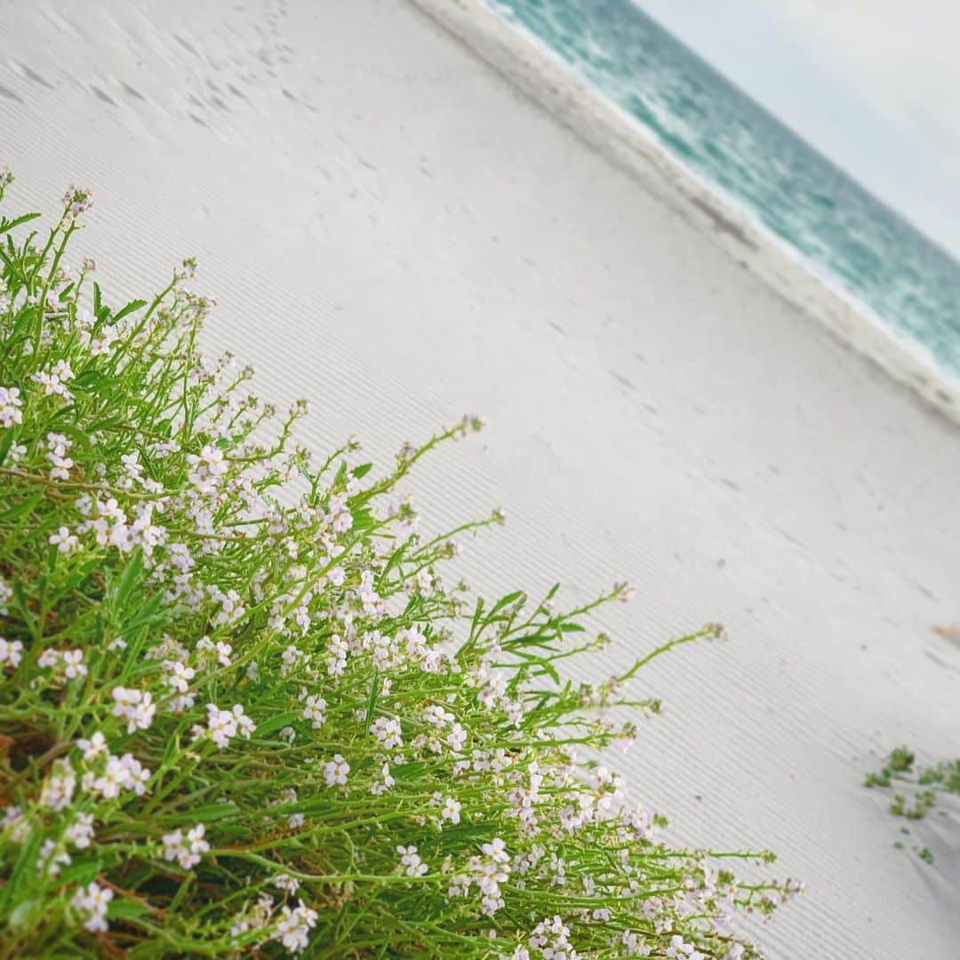 meg rockのインスタグラム：「🇦🇺 #2019 #april #autumn #autumn2019 #autumnvibes #autumnleaves #autumncolors #throwback #tb #beforequarantine #memories #flowers #beach #australia #westernaustralia #wa #fremantle #southfremantle #southfreo #freo」
