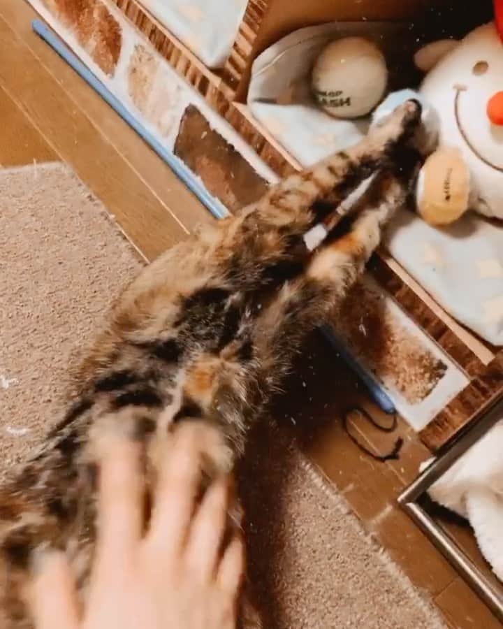 南口奈々のインスタグラム：「. 必殺！！！爪取り！！！ #だから茶こは #爪切られるのが嫌らしいにゃ #茶こ #茶こび姉妹 #元野良猫 #元保護猫 #さくらにゃんこ#ミルスタ #instacat #ネコスタグラム #猫 #ネコ #にゃんこ #cat  #ふわもこ部 #ペコねこ部 #おうち時間 #猫のいる暮らし」