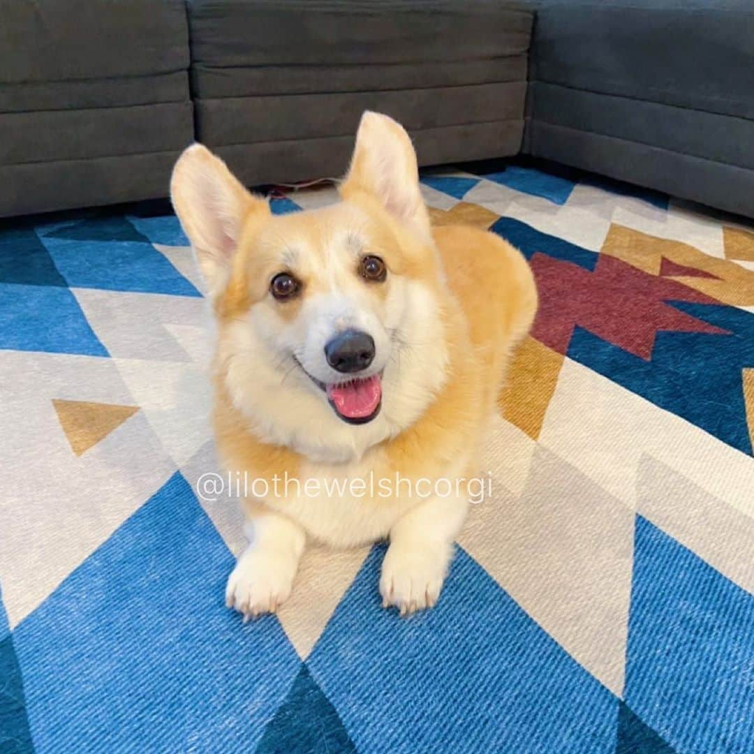 Liloさんのインスタグラム写真 - (LiloInstagram)「What day is it woof? I see my human all day everyday and it’s pawesome/confusing!」5月1日 12時26分 - lilothewelshcorgi