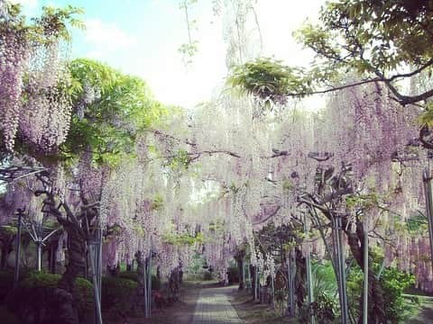 ボートレース宮島さんのインスタグラム写真 - (ボートレース宮島Instagram)「. フラワーパーク世羅ふじ園🍀 . 世羅郡世羅町にある “フラワーパーク世羅ふじ園” . 3万平方メートルの園内に1200本以上のふじが植えられており、今の時期からピンク・白・紫のふじの花が咲き誇ります🤗 . 今年はこのような状況なので、ゴールデンウィーク明けの5月7日(木)から開園が予定されているそうです （※写真は過去のものを使用しています） . 事態が少しでも落ち着き、キレイなふじのお花見ができることを祈っています✨ 行かれる際は最新の開園情報を確認してみてください😌 . . #ボートレース宮島 #宮島競艇 #パルボート宮島 #ボートレース #boatrace #競艇 #競艇場 #モンタ #ボートレースな日々 #フラワーパーク世羅ふじ園 #ふじ園 #ふじの花 #世羅 #wisteria #sera #お花見 #広島観光  #hiroshima」5月1日 12時19分 - boatrace_miyajima
