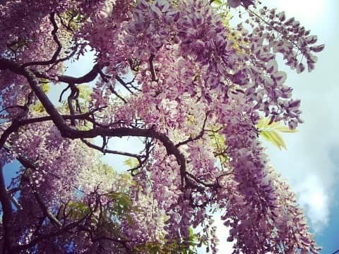 ボートレース宮島さんのインスタグラム写真 - (ボートレース宮島Instagram)「. フラワーパーク世羅ふじ園🍀 . 世羅郡世羅町にある “フラワーパーク世羅ふじ園” . 3万平方メートルの園内に1200本以上のふじが植えられており、今の時期からピンク・白・紫のふじの花が咲き誇ります🤗 . 今年はこのような状況なので、ゴールデンウィーク明けの5月7日(木)から開園が予定されているそうです （※写真は過去のものを使用しています） . 事態が少しでも落ち着き、キレイなふじのお花見ができることを祈っています✨ 行かれる際は最新の開園情報を確認してみてください😌 . . #ボートレース宮島 #宮島競艇 #パルボート宮島 #ボートレース #boatrace #競艇 #競艇場 #モンタ #ボートレースな日々 #フラワーパーク世羅ふじ園 #ふじ園 #ふじの花 #世羅 #wisteria #sera #お花見 #広島観光  #hiroshima」5月1日 12時19分 - boatrace_miyajima