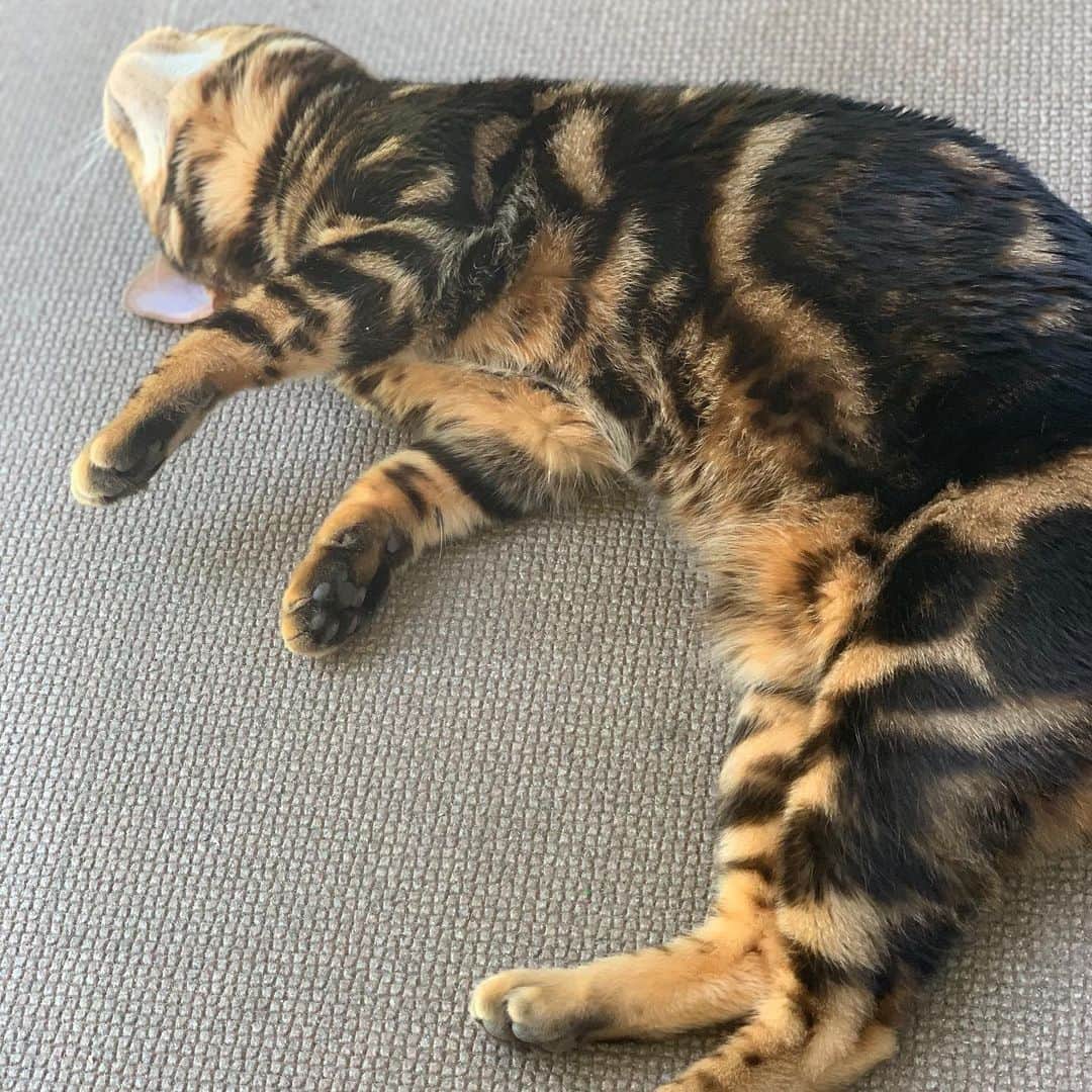 山本里美のインスタグラム：「Balcony with my cat」