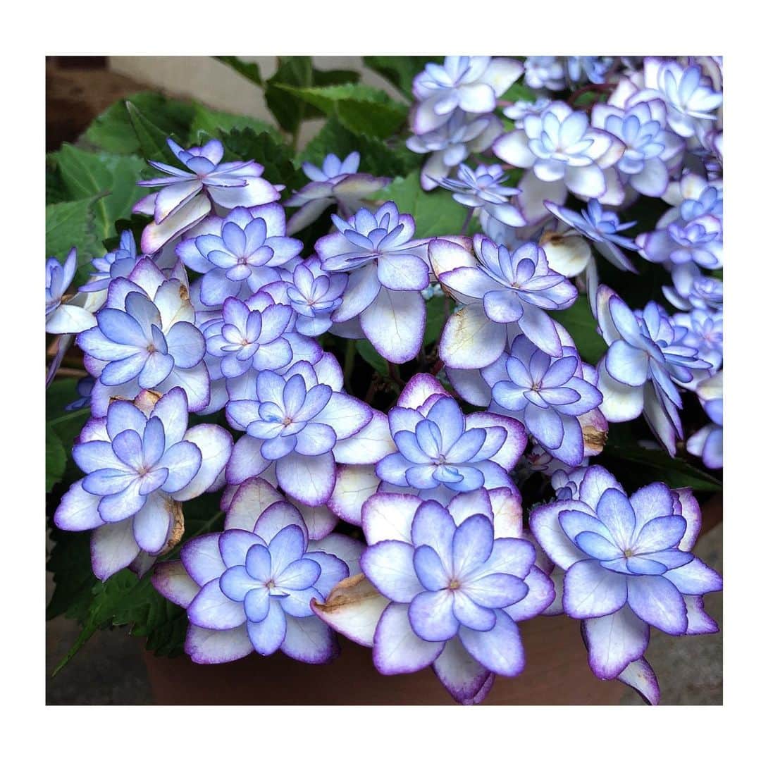 理絵さんのインスタグラム写真 - (理絵Instagram)「ご近所の玄関先をよく見たら紫陽花が咲いていた  #紫陽花 #あじさい #수국 #hydrangea #flowers #flower #fiore #꽃 #花 #tokyo #japan」5月1日 18時35分 - ____rie____