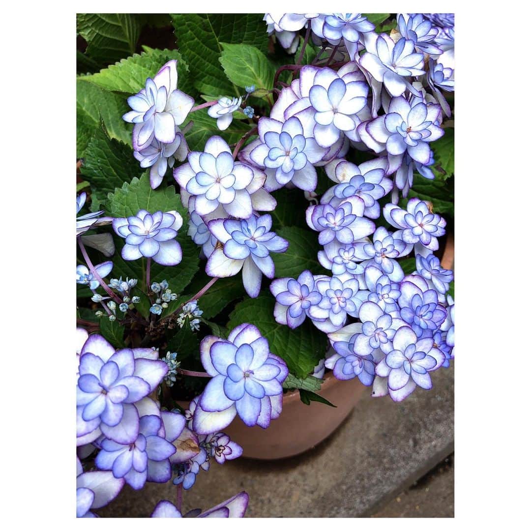 理絵さんのインスタグラム写真 - (理絵Instagram)「ご近所の玄関先をよく見たら紫陽花が咲いていた  #紫陽花 #あじさい #수국 #hydrangea #flowers #flower #fiore #꽃 #花 #tokyo #japan」5月1日 18時35分 - ____rie____