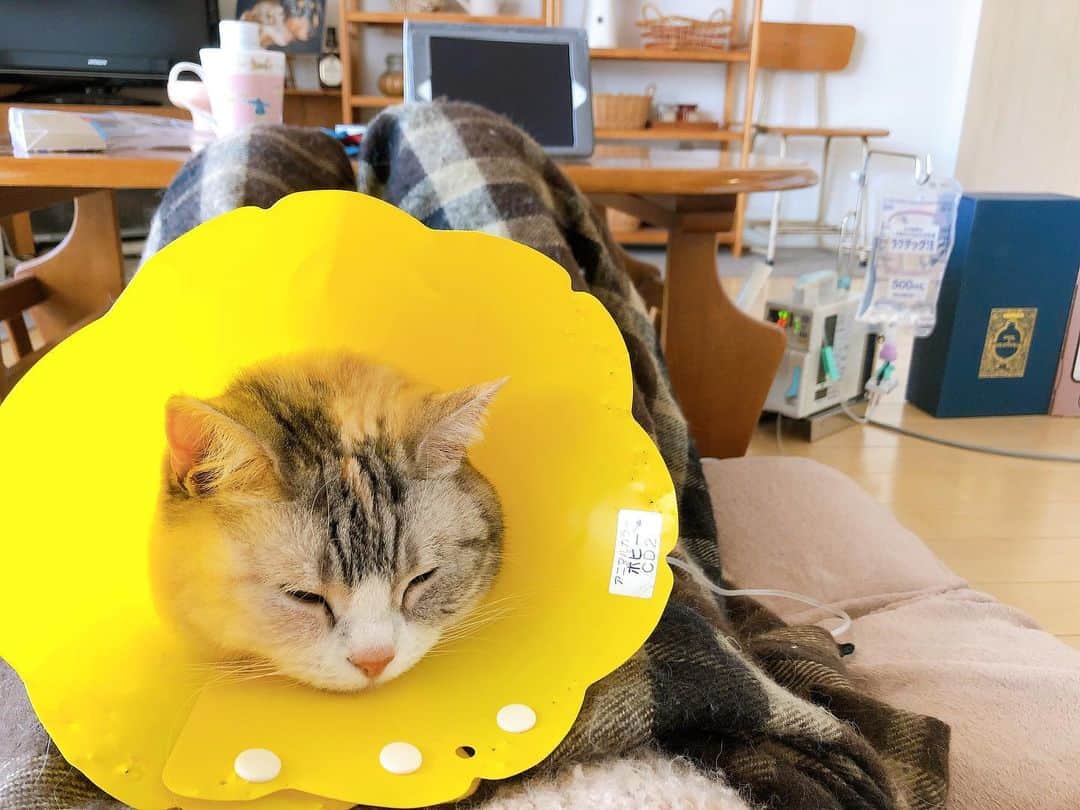 Natsukiのインスタグラム：「専門的なことでわからない言葉もあるかもですが記録がてらの投稿です。  昨日しらすは2回目の尿管結石の摘出手術を受けてきました。  今回は左側のみの不完全閉塞だったので1ヶ月経過を見なていましたか、良化もなく、腎臓から出られない尿が増えすぎていて、外科を検討せざるおえませんでした。  前回と違いまだ食欲も落ちていない、腎臓の数値も落ち着いているうちに、と昨日手術を。 そして、前回は尿管切って膀胱に吻合していますが、今回は尿管切開にしました。ついでに膀胱内の結石も。  以前の手術の影響で癒着していて尿管が見つからない可能性もありましたが、幸いにもすぐに見つかり、スムーズに終了。以前だったらこのあと、尿道カテーテルをいれて点滴をしながら入院管理になるところで、カテーテルが入っているうちは連れて帰れないなーと思っていたのですが、今はカテーテルをいれずに管理することが多いとのことで、うちの病院でも初めてですがカテーテルなしで終わりました！  というわけで(長い)、わたしが家で看れるので、日帰りに。今日は自宅で昼間は点滴をしていました。  1枚目 お腹の上で点滴中 2枚目 石ころ。大きい方が膀胱結石。小さい方が尿管結石。 3枚目 まくら上のしらすスペースに行かずわたしの枕の上で寝る昨夜のしらすw  しばらくはカラー生活ですが、もりもりご飯も食べて元気です！ 応援ありがとうでした(^^) #cat  #scottishfold  #猫のいる暮らし」