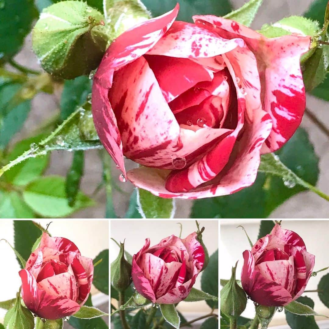 岡まゆみのインスタグラム：「小さなプランターのミニ薔薇咲き始めました…。心が和むね。#プランター#ミニ薔薇#岡まゆみ」