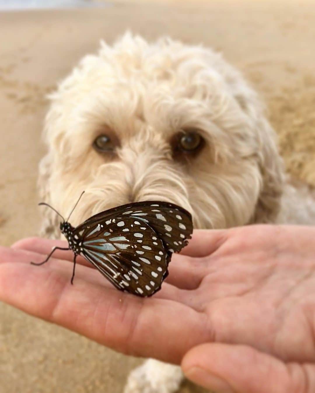 シャーニ・ヴィンソンさんのインスタグラム写真 - (シャーニ・ヴィンソンInstagram)「The #SunshineCoast is alive with thousands of #butterflies at the moment, with hundreds having migrated to our backyard 🦋🦋🦋🦋🦋🦋🦋🦋🦋🦋🦋🦋🦋🦋🦋🦋🦋🦋🦋🦋 #beauty #nature #beach #ButterflyPhotoChallenge  @sunshinebutterflies @jaggerpoo」5月1日 13時13分 - sharnivinson