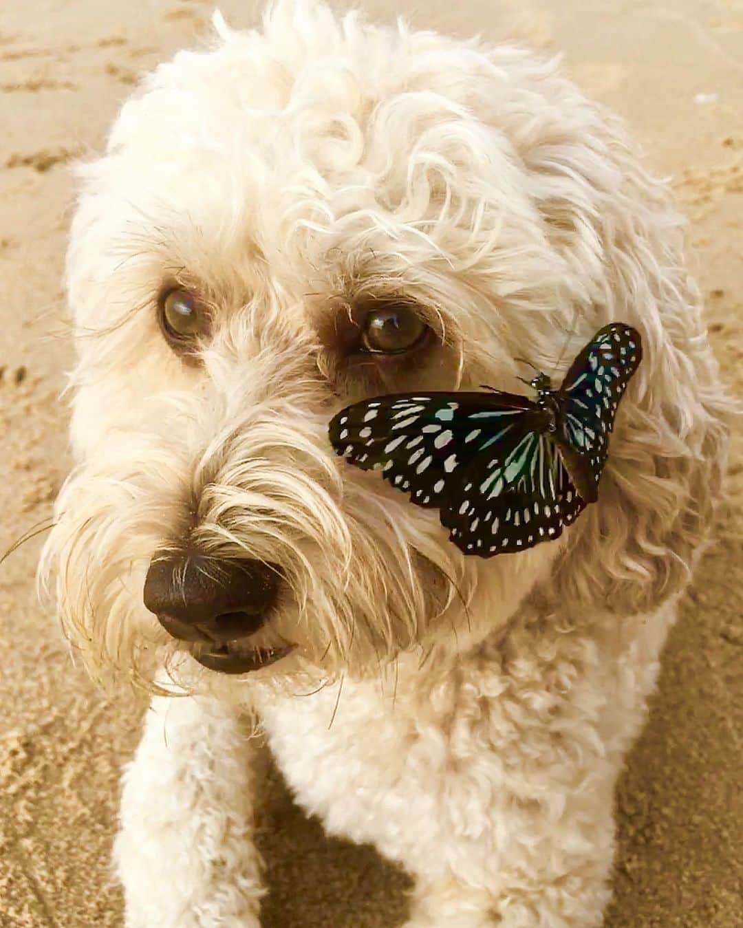 シャーニ・ヴィンソンのインスタグラム：「The #SunshineCoast is alive with thousands of #butterflies at the moment, with hundreds having migrated to our backyard 🦋🦋🦋🦋🦋🦋🦋🦋🦋🦋🦋🦋🦋🦋🦋🦋🦋🦋🦋🦋 #beauty #nature #beach #ButterflyPhotoChallenge  @sunshinebutterflies @jaggerpoo」