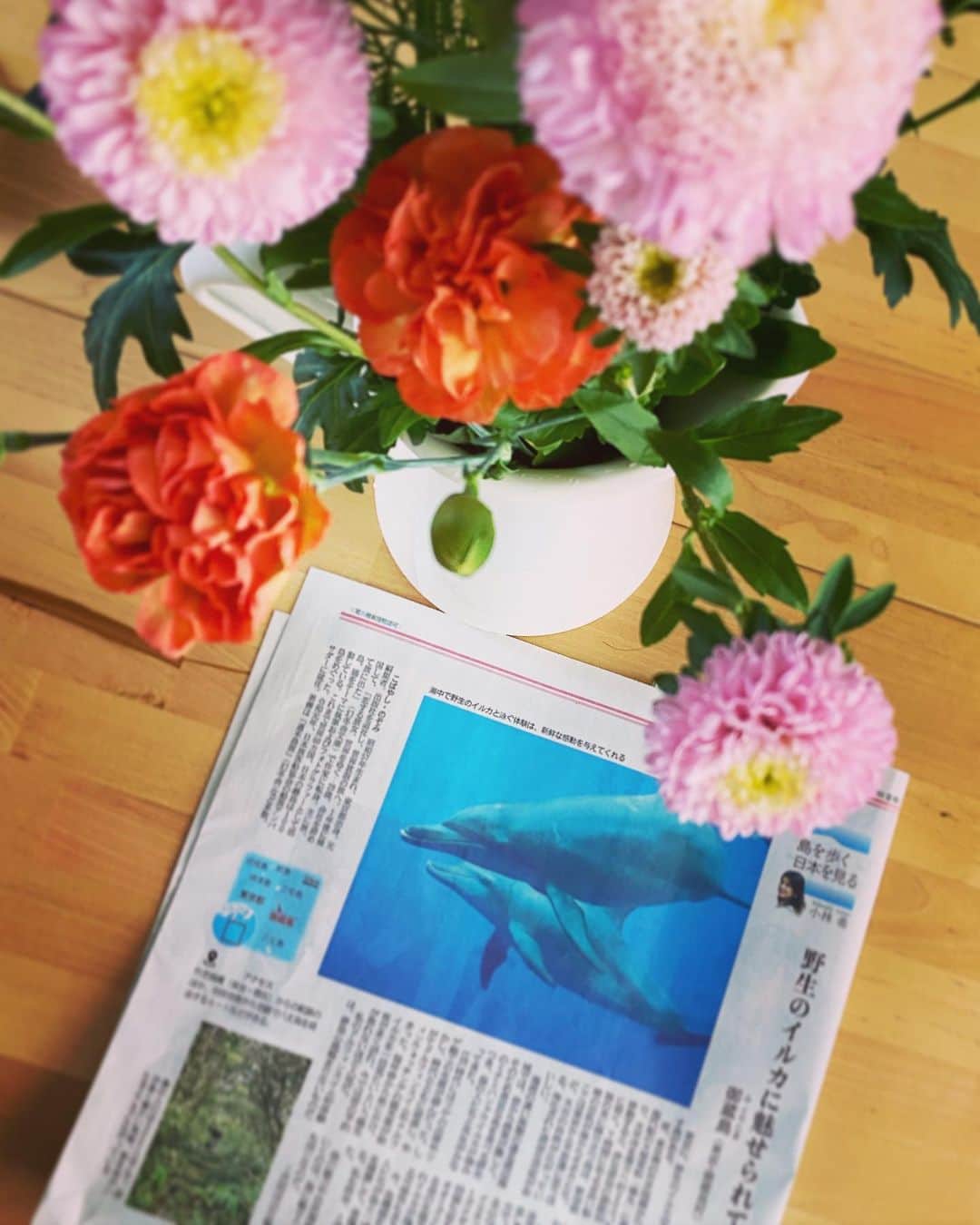 小林希さんのインスタグラム写真 - (小林希Instagram)「産経新聞で連載中の⬇️﻿ 「島を歩く、日本を見る」﻿ (隔週金曜日、生活面です)﻿ ﻿ ３回目は、東京都の御蔵島です。﻿ 東海汽船の橘丸に乗って﻿ なんと7時間の船旅。﻿ 夜出て、朝方着くのですが﻿ えっ、東京？﻿ と思うような﻿ 野生のイルカが暮らす﻿ 太古の自然が残る島です。﻿ ﻿ 私が迎えた森ネコたちも﻿ ここの島で生まれました🐈﻿ ﻿ ドルフィンスイムが人気ですが﻿ 絶えず野生のイルカが﻿ 暮らしているのは、島や﻿ 島に魅せられた方たちが﻿ しっかりと保護して﻿ 大切にしているからです😊﻿ そんなイルカのおうちに﻿ またお邪魔できる日を楽しみに✨﻿ ﻿ 毎度申し上げて心苦しいですが﻿ 島は医療体制が盤石とはいえず﻿ どうかコロナ収束までは、﻿ 渡島をおやめください🙏﻿ ﻿ いつかの島旅の候補になれば﻿ 嬉しいです😃﻿ ﻿ 本日は父の命日。﻿ 一年のはやいこと。﻿ どうか皆さんも、ご自愛ください。﻿ ﻿ ﻿ Serialized in THE SANKEI SHIMBUN ⬇️﻿ "walking islands,seeing Japan"﻿ (Every other friday in the life page)﻿ ﻿ Third time is about Mikurajima Island in Tokyo.﻿ It takes about 7 hours to get there by Tokai Kisen, Tachibanamaru.﻿ You leave at night and arrive next morning but you may think "whre am I,I'm in Tokyo?".﻿ This is the island where wild dolphins live and it's surrounded by ancient nature.﻿ ﻿ The cats which I keep are from this island🐈﻿ ﻿ Though Dolphin Swim is popular, wild animals always live because islanders and people who are fascinated by the island protect 😊﻿ I'm looking forward to going there again ✨﻿ ﻿ I'm sorry for telling you many times.﻿ Please refrain from traveling until things settle down because health care system may collapse 🙏﻿ ﻿ I'm happy one day if you chose the island as one of the options 😃﻿ ﻿ Today is the anniversary of my father's death.﻿ One year passes by so quickly.﻿ Please take care of yourself.﻿ ﻿ #sankei #産経新聞 #新連載 #島旅 #島を歩く日本を見る #island #東海汽船#橘丸#東京の島#伊豆諸島#御蔵島#mikurajima #izuislands﻿」5月1日 13時25分 - nozokoneko