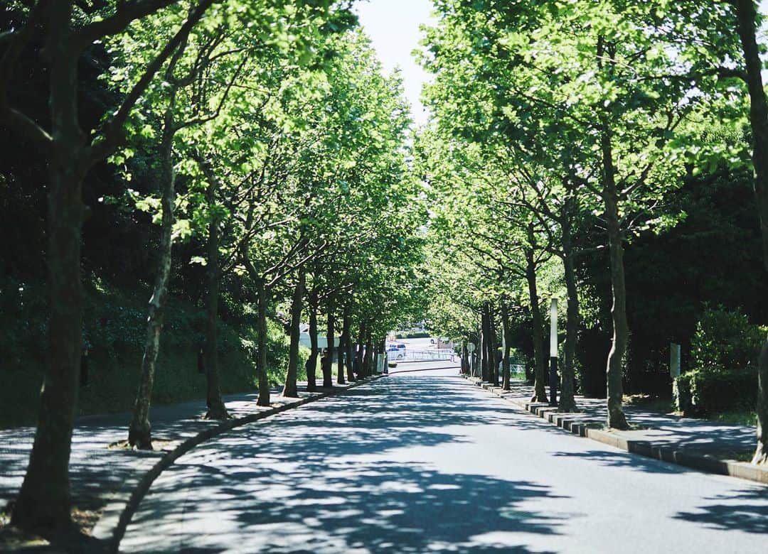Meiji Gakuin/明治学院大学/明学さんのインスタグラム写真 - (Meiji Gakuin/明治学院大学/明学Instagram)「横浜キャンパス、正門前の坂道 暖かい日差しにグリーンが眩しいです🍃  今年はいつもと違ったゴールデンウイークのスタートとなりました。  こういう時だからこそ、優しい心を持ちながら、新たな発見や経験を✨  #おうち時間 で日頃の疲れを癒しましょう☕️ . . #がんばれ明学生 #明治学院大学 #横浜キャンパス #正門 #明治学院 #新入生 #勉強 #大学 #明学 #学生 #友達 #写真 #春 #受験生 #がんばれ受験生 #東京カメラ部 #春から明学 #春から大学生 #コロナに負けるな #stayhome #meijigakuin #university #japan #tokyo #yokohama #spring #photography #photographer」5月1日 13時26分 - mguniv