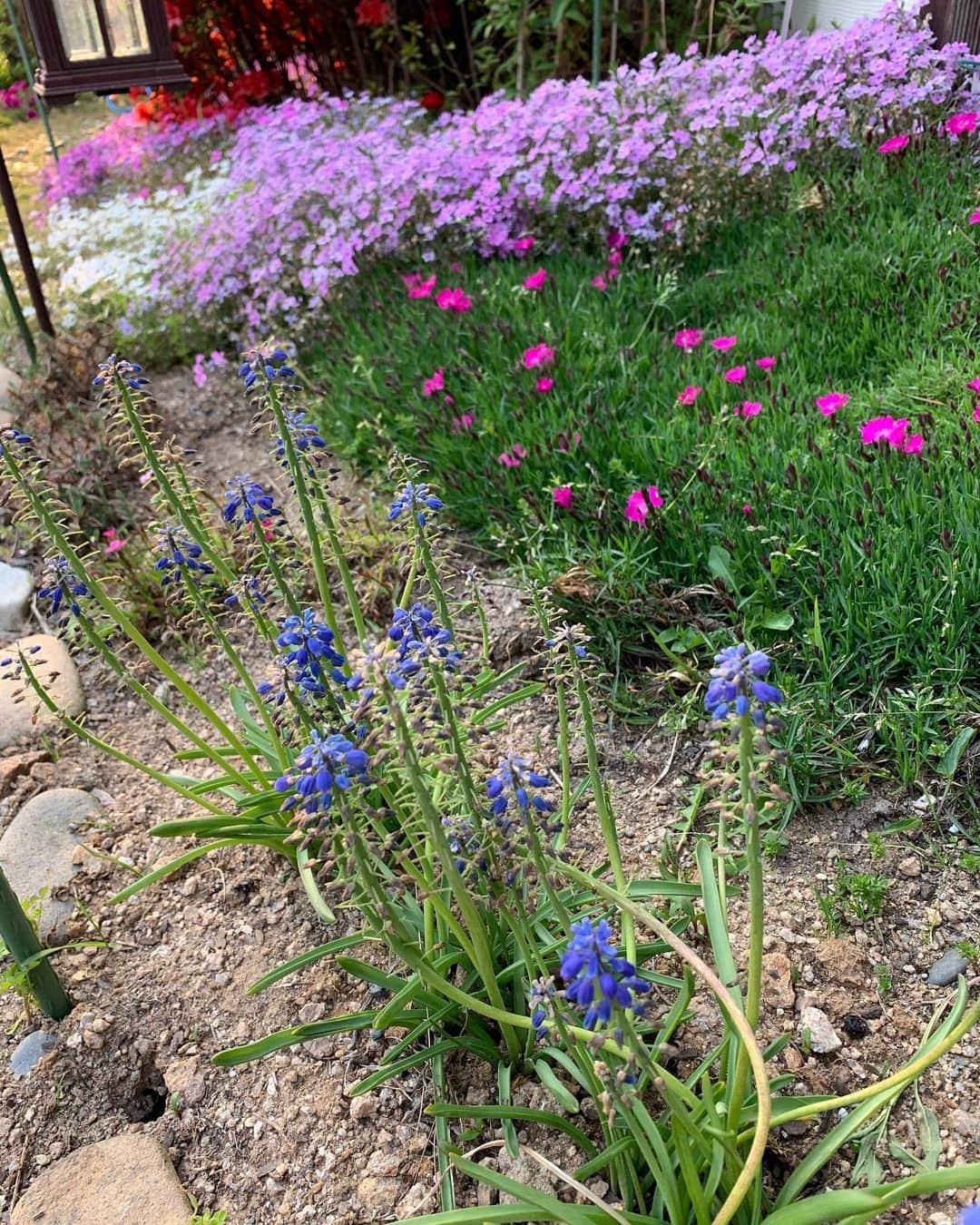 キム・ミニョンさんのインスタグラム写真 - (キム・ミニョンInstagram)「본집에서 행복한순간🌸❤️ 날씨도 너무 좋구 풀이랑 꽃보면 기분 너무 좋아진다구요!!!!ㅎㅎㅎㅎㅎ❤️ 원피스정보는 #온앤온 입니당」5月1日 13時41分 - minyoung_aori
