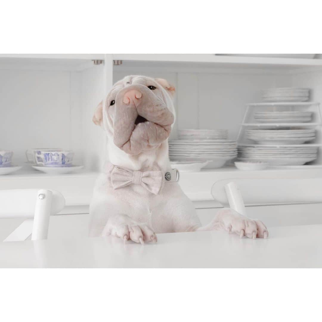 annie&pADdinGtoNさんのインスタグラム写真 - (annie&pADdinGtoNInstagram)「I’ll have the club sandwich fanks 🥪 #waiter #foodies #lambington #sharpei #sharpeisofinstagram #sharpeipuppy #puppy #dog #doggo #dogs #dogsofinstagram #puppy #puppiesofinstagram #love #bowtie #wrinkles #kitchen #spode #frenchcountry #pastel #instagood #weeklyfluff #iloveyoutothemoonandback」5月1日 13時55分 - anniepaddington