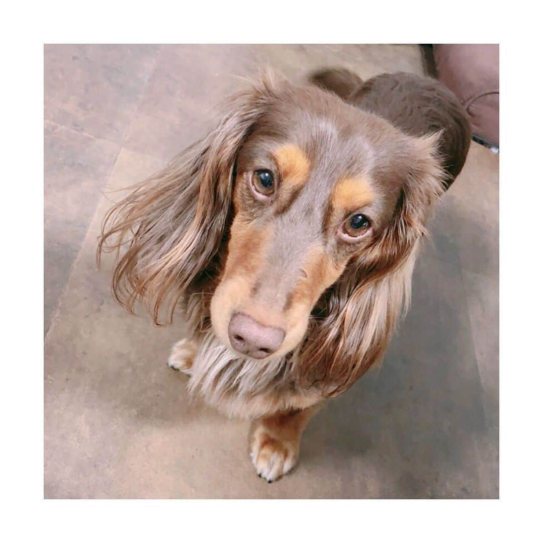 佐々木瞳さんのインスタグラム写真 - (佐々木瞳Instagram)「【🐶💕】 ・ 私の癒し🐕 #動物好きな人と繋がりたい #動物好き集まれ #いぬ好きな人と繋がりたい #いぬ好きさんと繋がりたい #マイメン #ミニチュアダックスフンド #ミニチュアダックスフンド男の子 #犬の名前 #グリ #フランス語 #gris」5月1日 14時21分 - hitomihappygirl1026