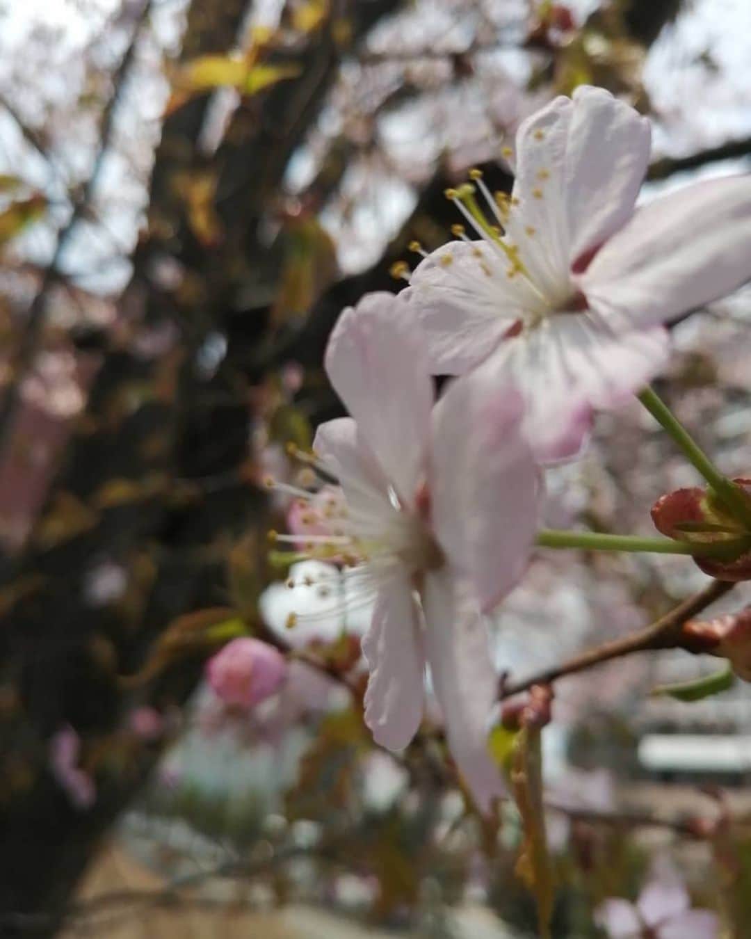 北海道放送「今日ドキッ!」さんのインスタグラム写真 - (北海道放送「今日ドキッ!」Instagram)「#そらリサーチ 日替わり投稿 きょうはお天気コーナーに 舞い降りた貴公子 #波多野裕太 アナ（@hbc_hatanoyuta）  昼ごはんは何にしようか…… 悩みながらスーパーに向かっていると、綺麗な桜を発見！近づいてみると…一輪一輪、美しい🥺 昨日札幌にも平年より3日早く、桜前線が到着。春の訪れを感じました！ 桜……ピンク……たらこ！！ よし！お昼は「明太子パスタ」に決定🍝  皆さん良い1日を！」5月1日 14時27分 - hbc_kyodoki