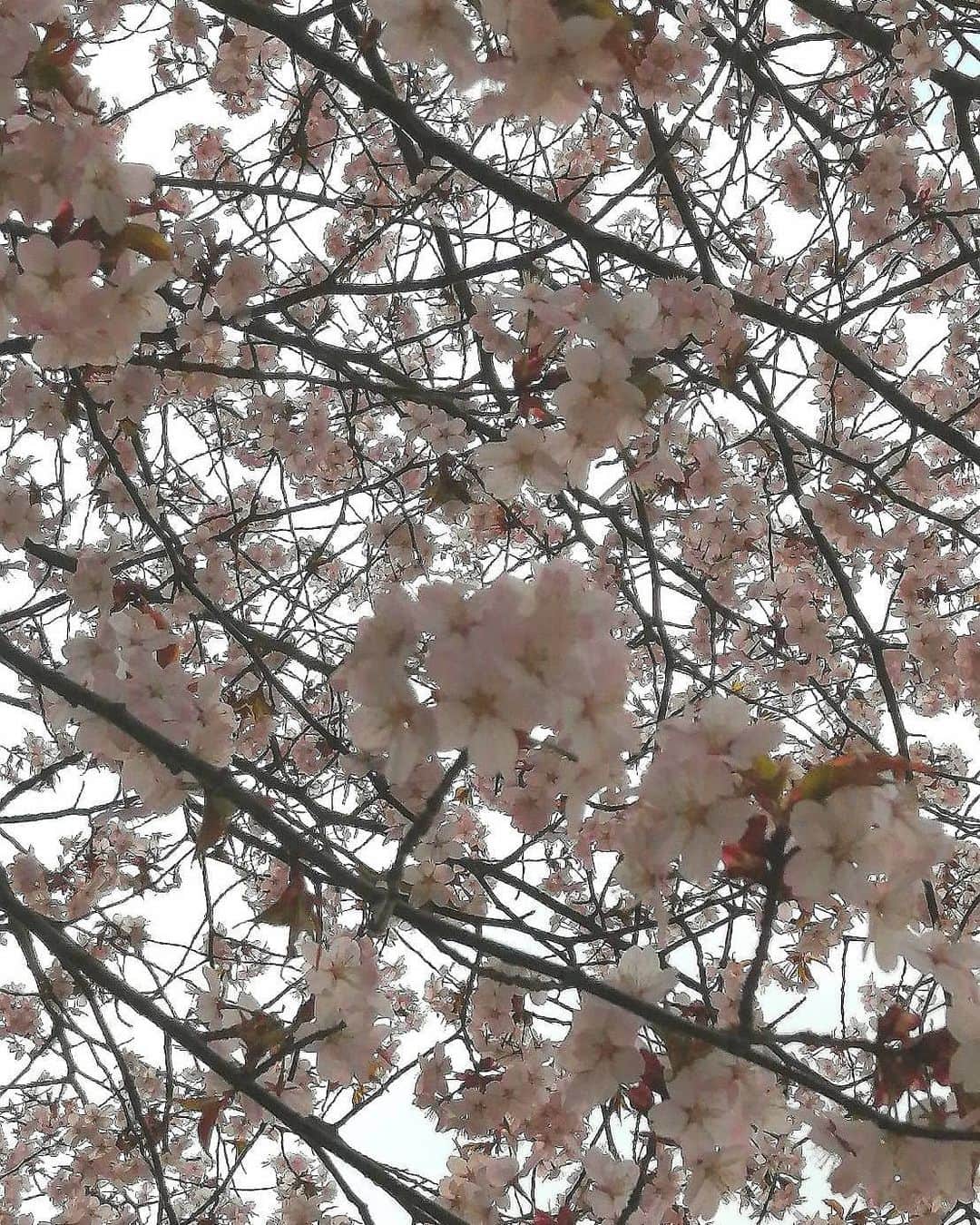 北海道放送「今日ドキッ!」さんのインスタグラム写真 - (北海道放送「今日ドキッ!」Instagram)「#そらリサーチ 日替わり投稿 きょうはお天気コーナーに 舞い降りた貴公子 #波多野裕太 アナ（@hbc_hatanoyuta）  昼ごはんは何にしようか…… 悩みながらスーパーに向かっていると、綺麗な桜を発見！近づいてみると…一輪一輪、美しい🥺 昨日札幌にも平年より3日早く、桜前線が到着。春の訪れを感じました！ 桜……ピンク……たらこ！！ よし！お昼は「明太子パスタ」に決定🍝  皆さん良い1日を！」5月1日 14時27分 - hbc_kyodoki