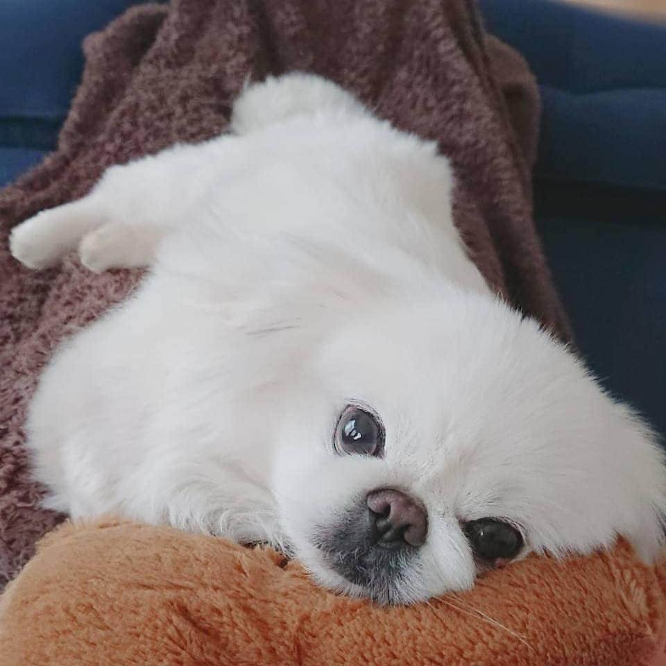 安田義孝のインスタグラム：「#ペキニーズ #ぺきにーず #白ペキニーズ #Pekingese #pekingese  #pekingeselove #pekingesesofinstagram  #pekinese #pekistagram  #japanese #japan #dogstagram  #dogs #dog #japanesedog #japanesedogs #doglover #love #iloveyou #ilovedogs #京叭狗 #페키니즈 #cute #cutedog  #ハロウィン #愛犬 #わんこ #犬 #エブリドッグ #ZIP写真部」