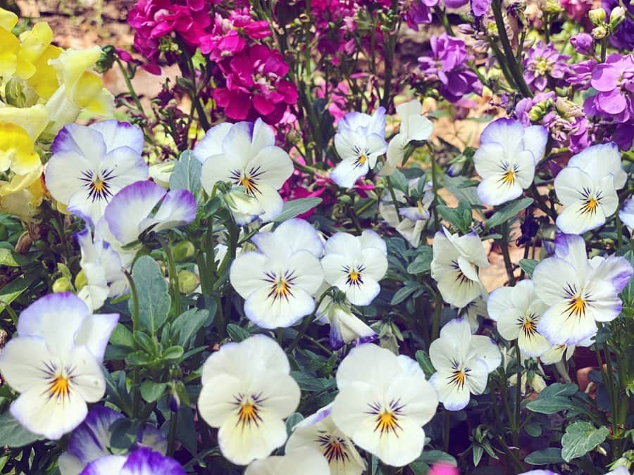 末永百合恵さんのインスタグラム写真 - (末永百合恵Instagram)「過ぎゆく4月、今日から5月。  ビオラ可愛い。花言葉の由来も好き。  あんなに咲いていた桜の花びらはすっかり還っていった。また一年後だ。  今月も笑顔でがんばろう🌼  #5月#花#パンジー#ビオラ#花言葉#誠実#物思い#私を思って#下向き#咲く姿#思いを伝えられず#うつむく#由来#may#flowers#viola#languageofflowers#fleurs#honesty#thinkofme」5月1日 14時40分 - yurie__suenaga