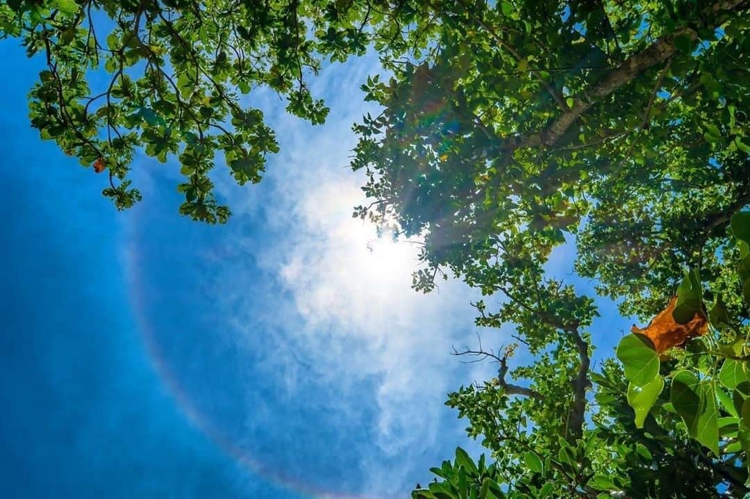 小笠原村観光局さんのインスタグラム写真 - (小笠原村観光局Instagram)「. #ogasawalove のハッシュタグを付けて投稿してくださった素敵な写真を紹介します。 . ▼本日の作品は @tetsu123  さんのお写真です。 . タマナの葉っぱの間からキラキラまぶしい太陽！ さあ5月になりました！ この輝かしいhalo=虹色の光の輪を本日はお届けします！ 今月も変わりなく、みなさまの大切な小笠原の写真をお届けさせて頂きますね☺ 島に想いを馳せながら楽しんでいただけたら幸いです。 . 📍小笠原諸島の空 #空を見上げよう  #脳内トリップ . ■□■□■□■□■□■□ . あなたの小笠原の写真に#ogasawalove のハッシュタグを添えて投稿してくださいね 当アカウントでご紹介させていただきます！ . それでは次回の投稿もお楽しみに♪﻿ ﻿ . ■□■□■□■□■□■□」5月1日 15時21分 - ogasawara.official