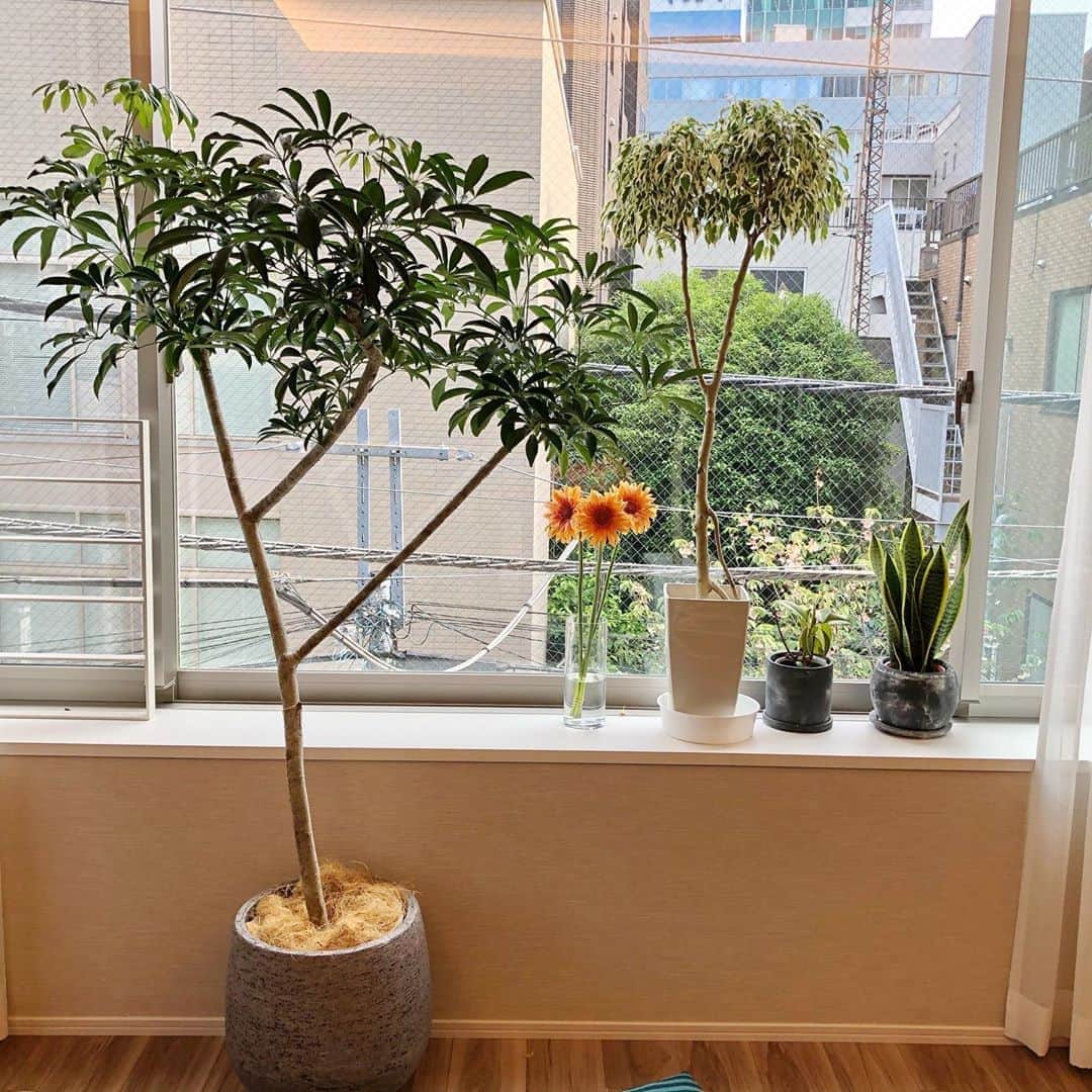 のインスタグラム：「仕事以外ずっと家にいると 植物に声かけたりする様になる💐 植物からの返事が聞こえ出したら病院行ってきます👀笑 #そろそろ植物の声聞き取れそう🤣 #観葉植物インテリア」