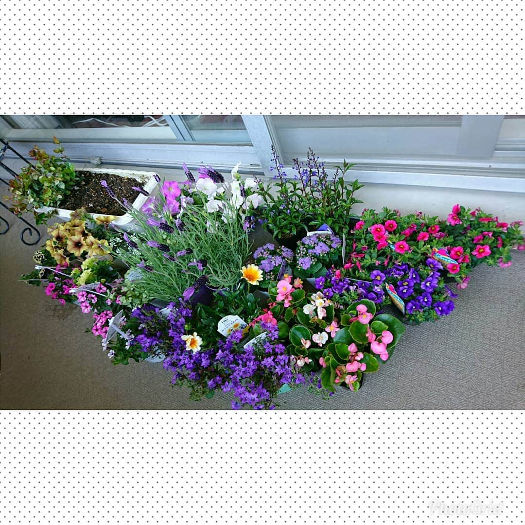 丹野みどりさんのインスタグラム写真 - (丹野みどりInstagram)「業者のような仕入れ(笑)  庭があったらこんな庭にしたいです  #ベランダガーデニング#gardening#flower#お花#花のある暮らし#植物#グリーン#flowerstagram#stayhome#おうちで過ごそう」5月1日 15時22分 - midorimarron