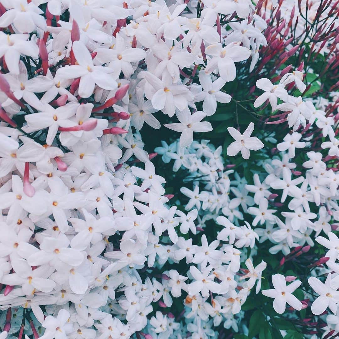 福地夏未のインスタグラム：「💓 甘くてスパイシーな香りが好き！ _ #Jasmine #spring」